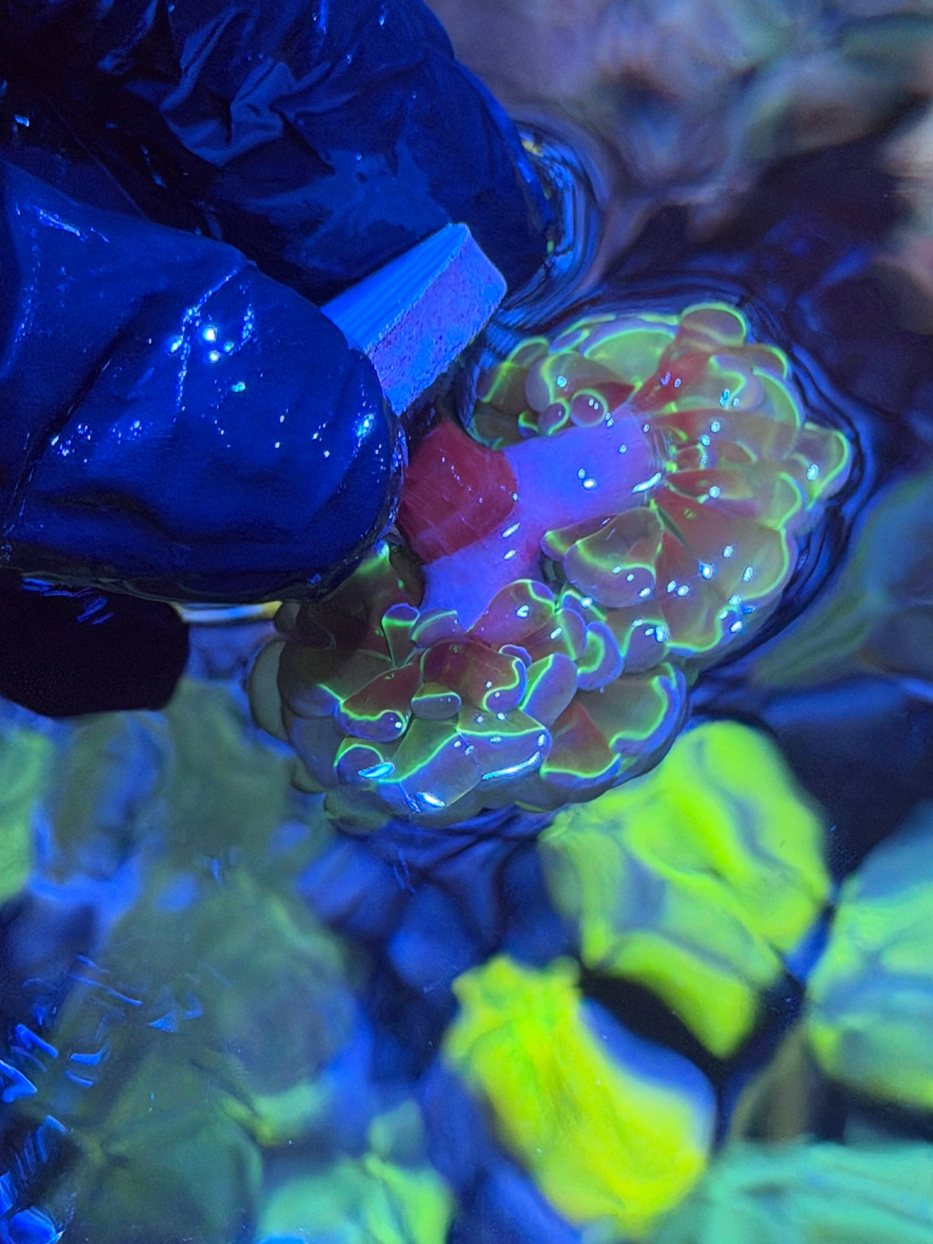 Hologram Hammer Coral 2 Heads 12/1