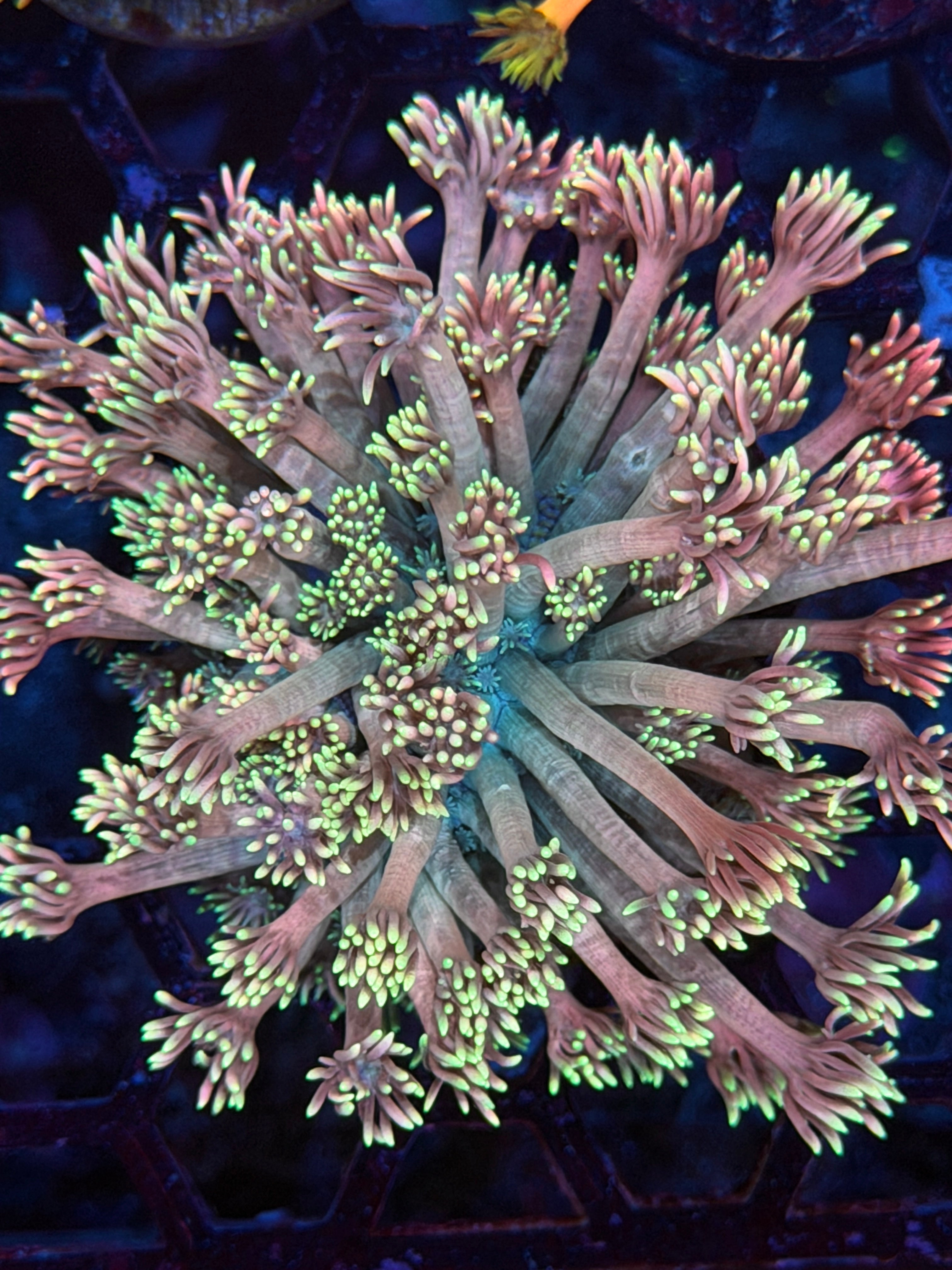 JEA Midnight Moon Goniopora Coral XXL Frag 3/17