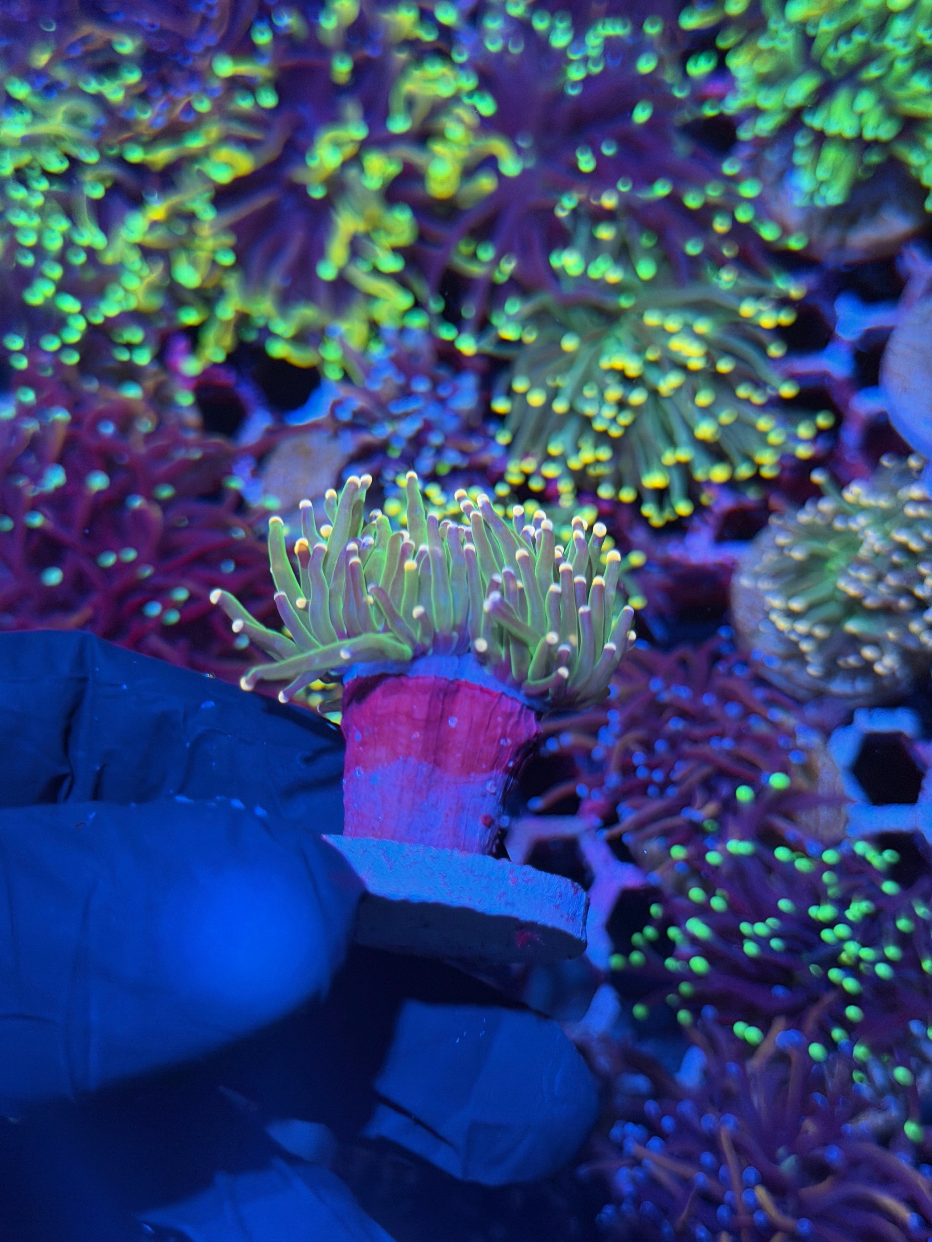 JEA Peach Tip Torch Coral 2 Heads Splitting