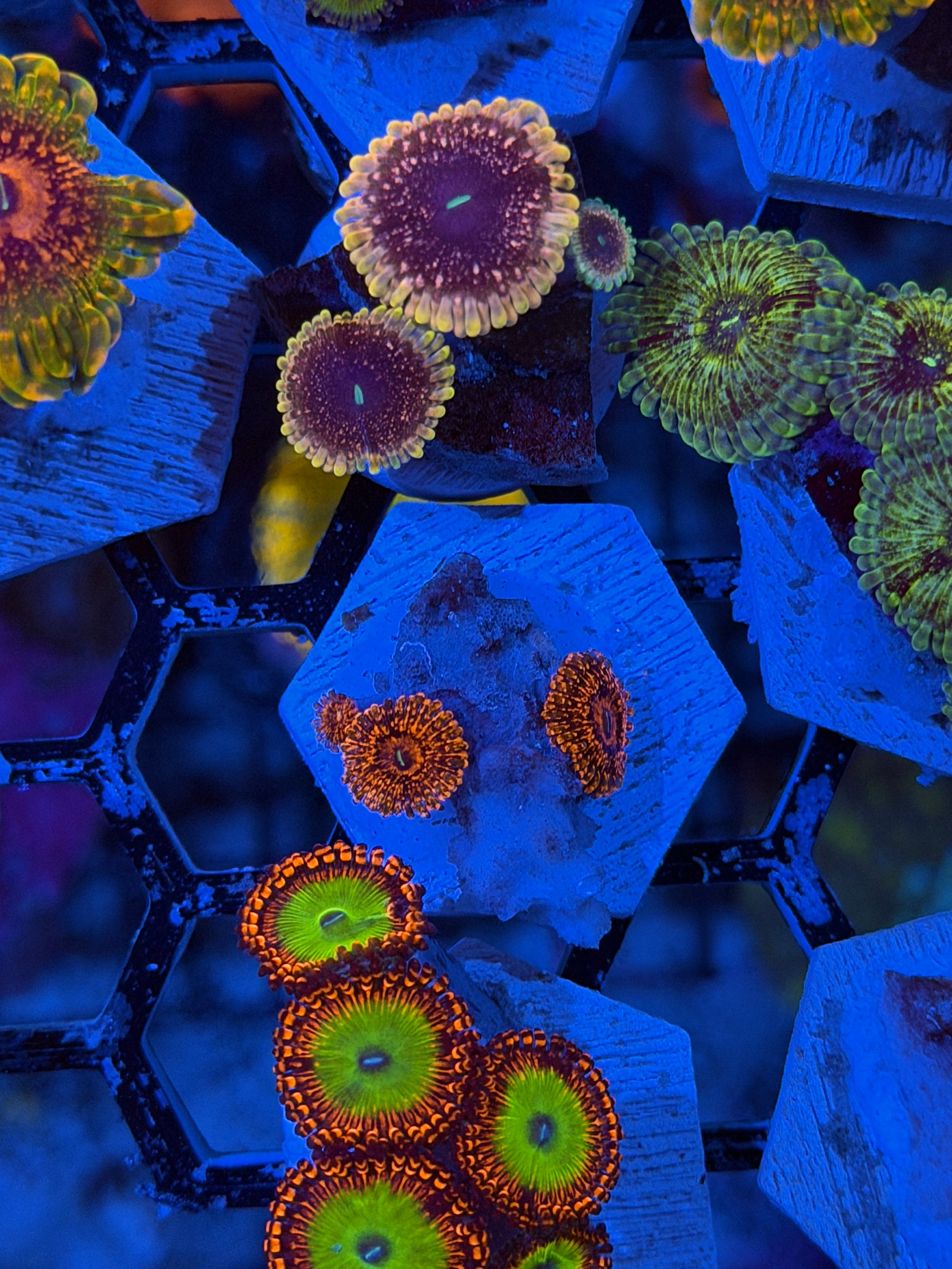 JEA Darth Maul Zoanthid Coral 3 Polyps 2/25