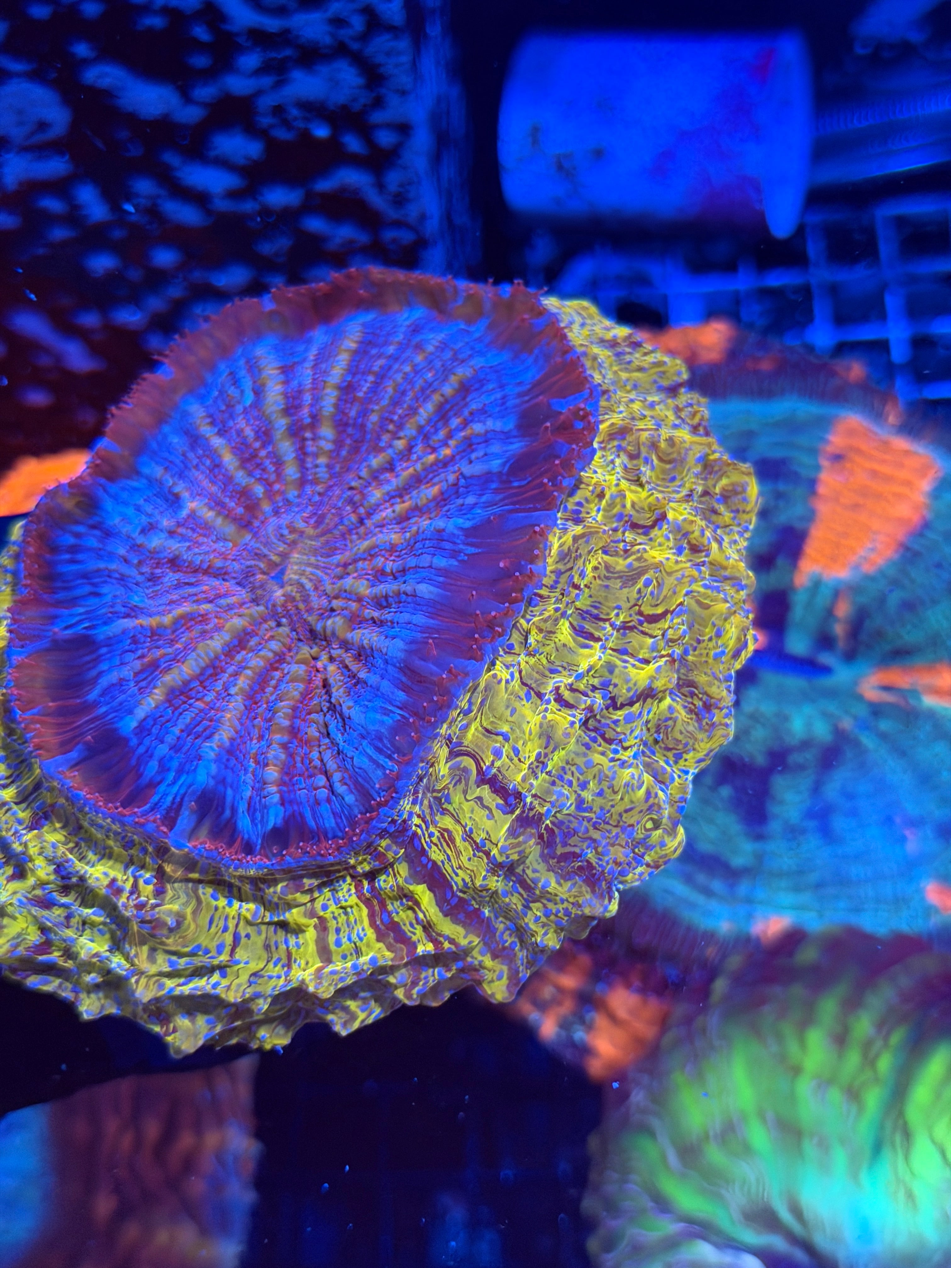 Yellow / Purple Striped Acanthophyllia Meat Coral XL