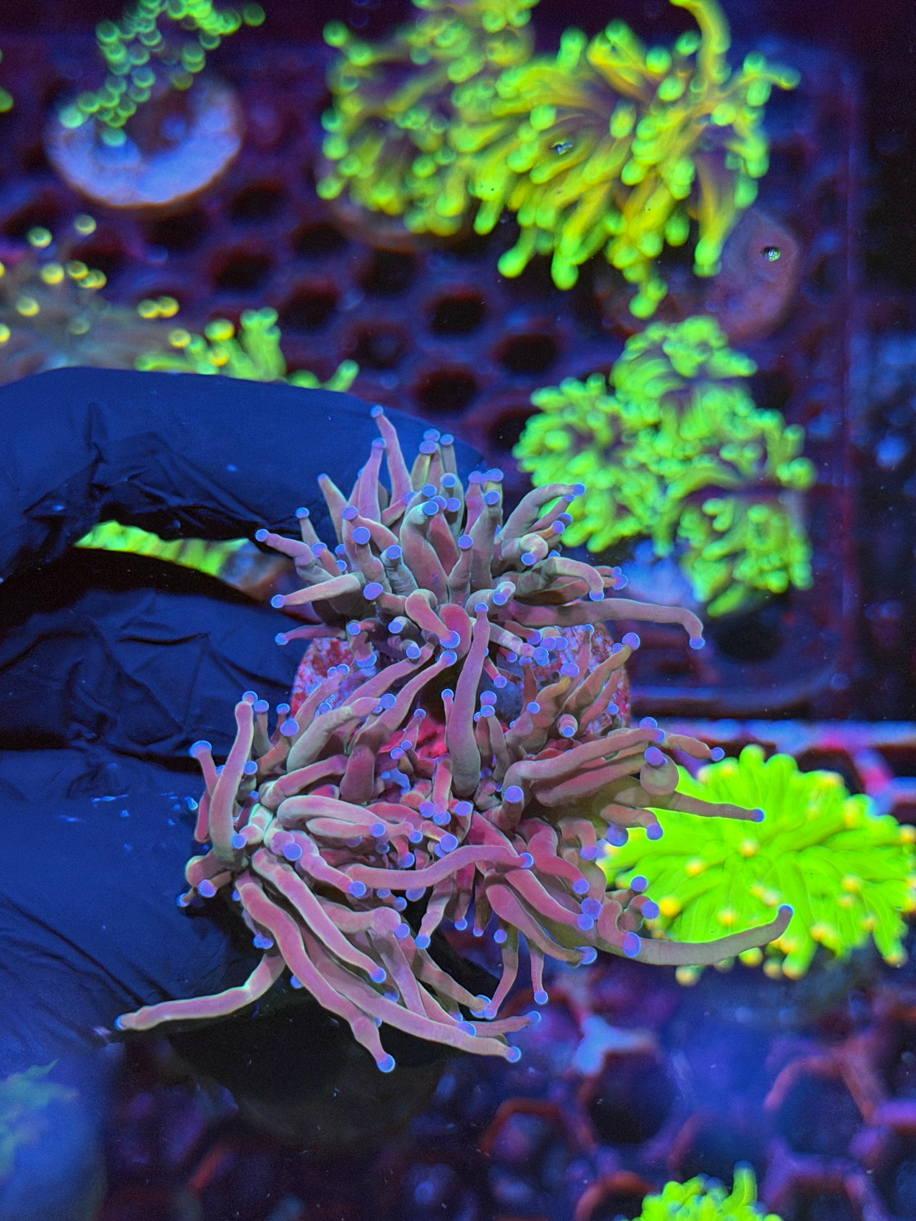 JEA Dragon Tamer Torch Coral 3 Heads XL 8/28