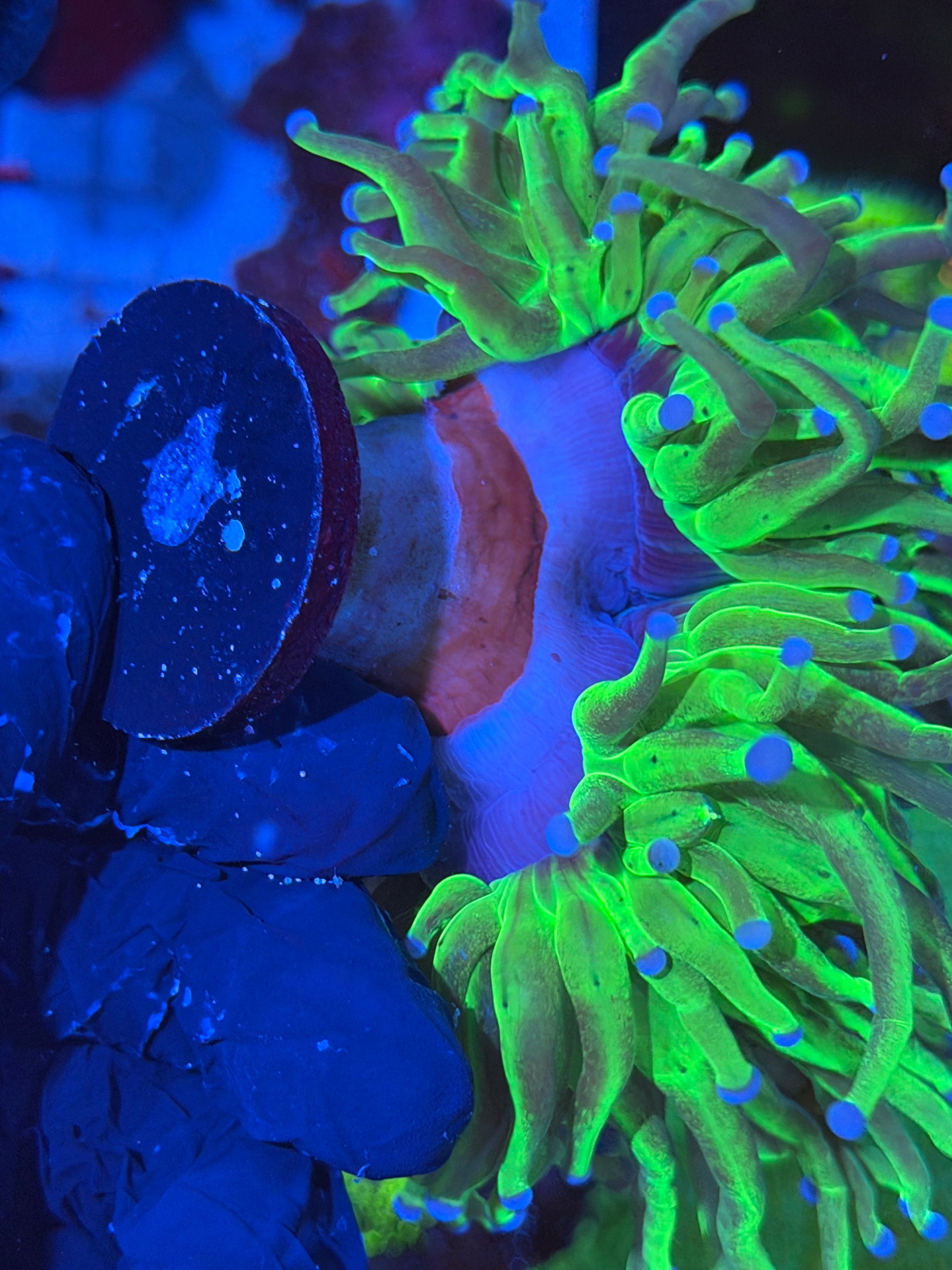 JEA Grafted Holy Grail Torch Coral 2 XXXL Heads Show Size