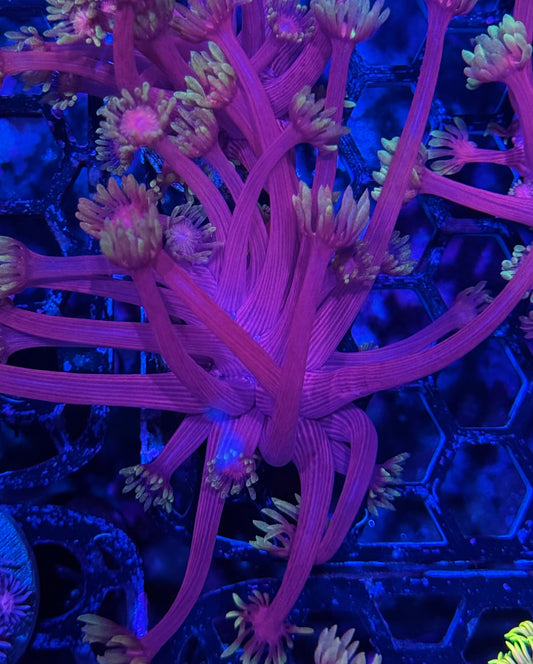 Care Bears Goniopora Coral XL Crazy Extension