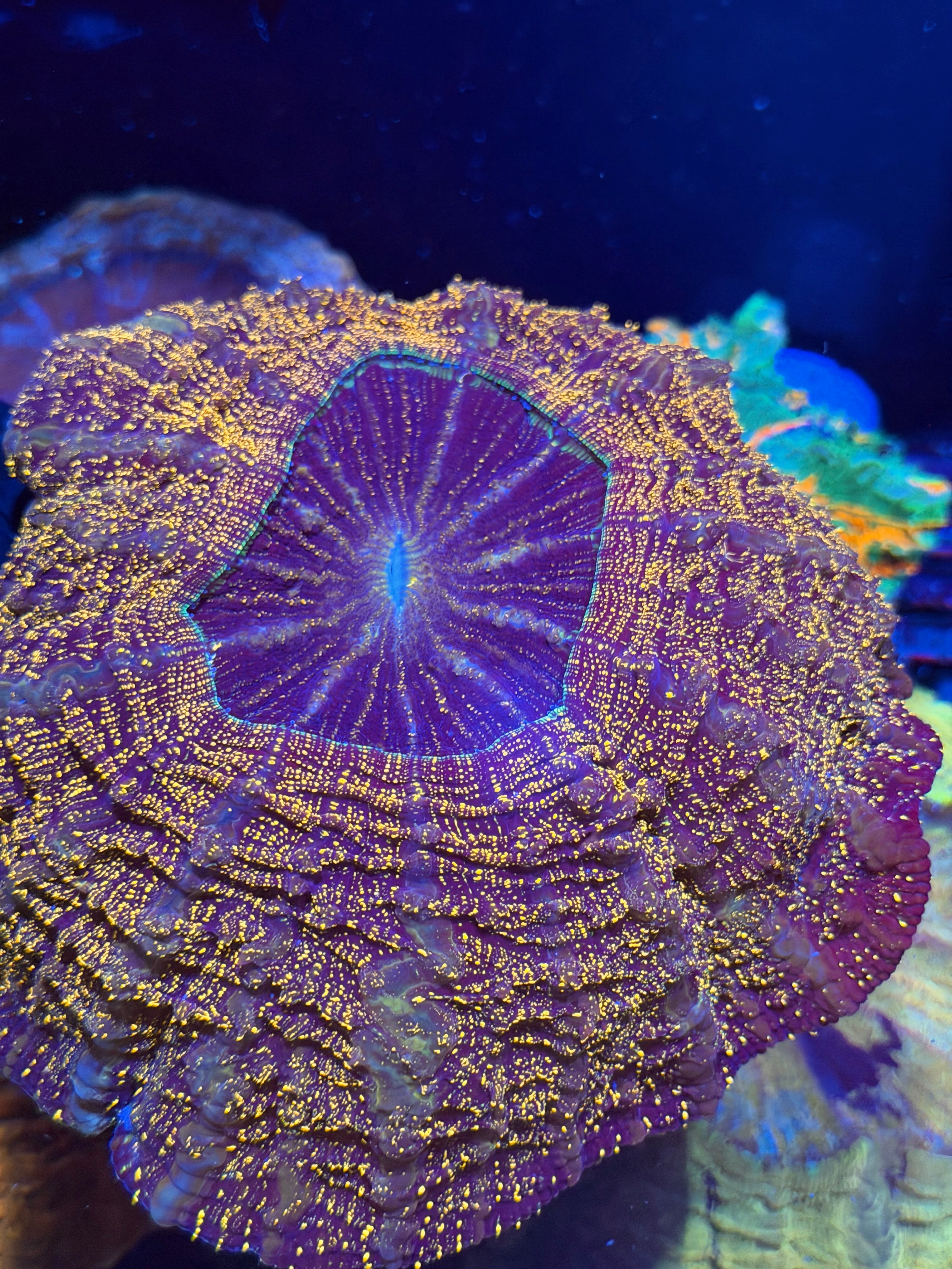 Bright Orange Glitter Acanthophyllia Meat Coral Show Piece 8/28