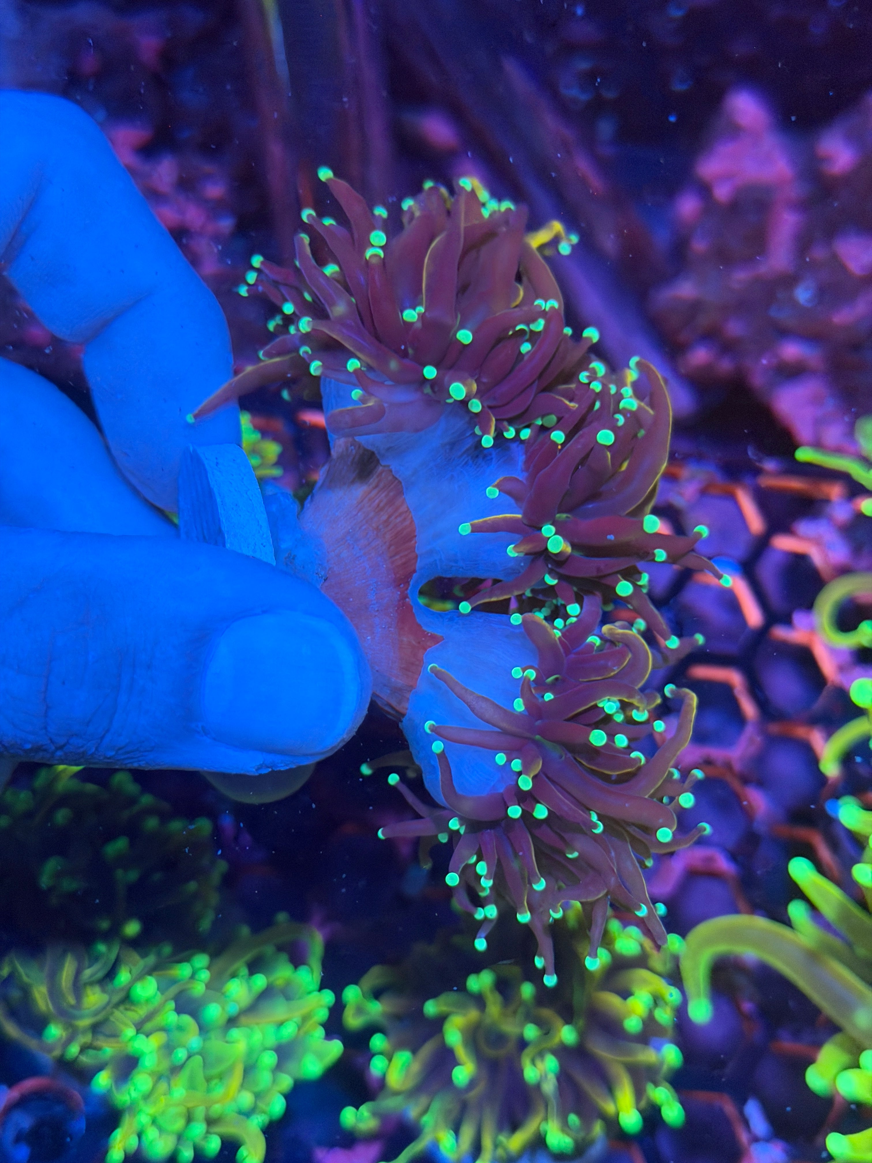 JEA OG Jester Torch Coral 3 Heads Splitting XXL 12/1