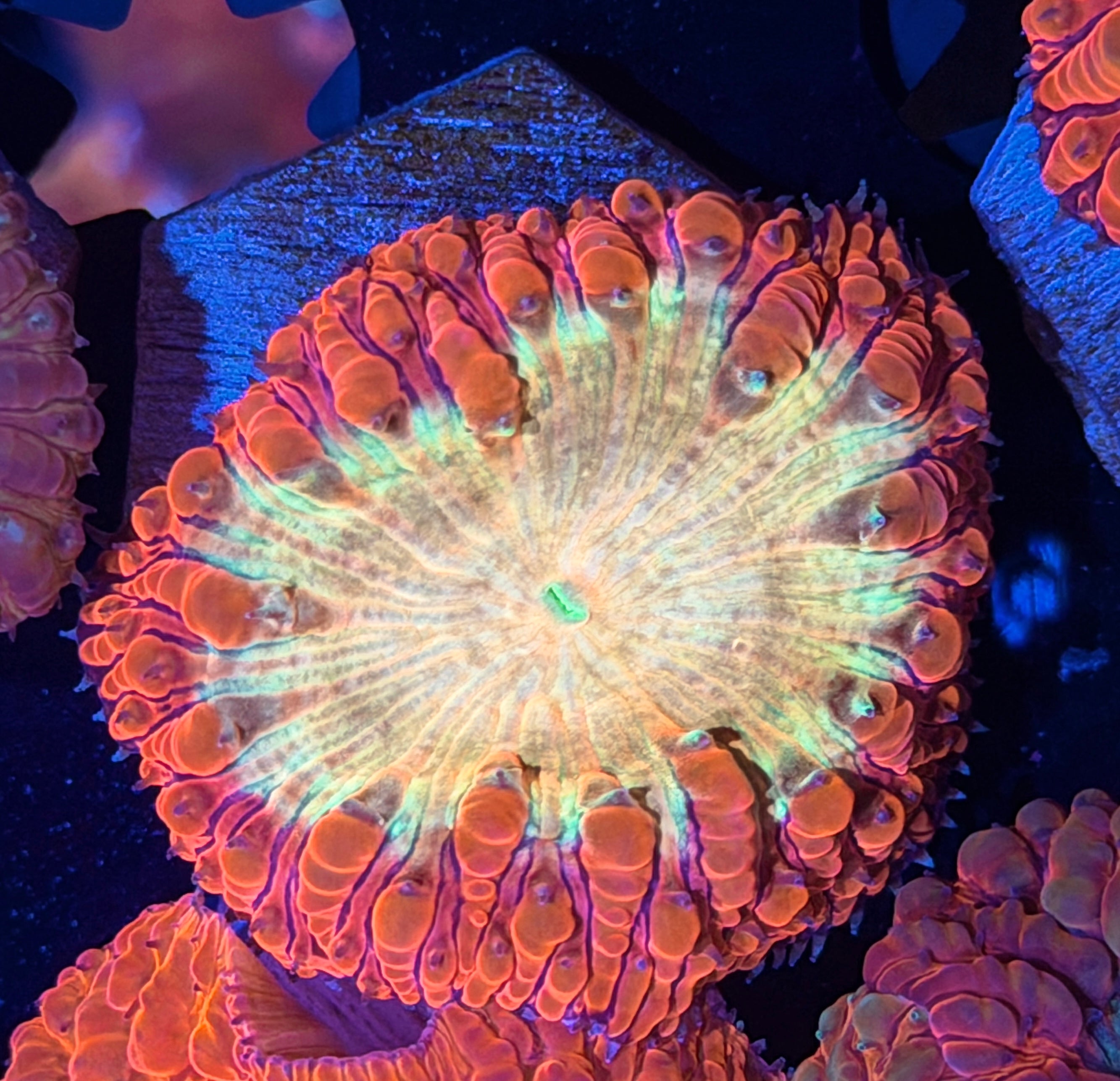 JEA Bloodlust Blastomussa Coral 1 XL Head