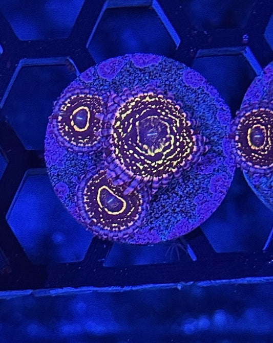 Stratosphere Zoanthid Coral 3 XL Polyps Aquacultured