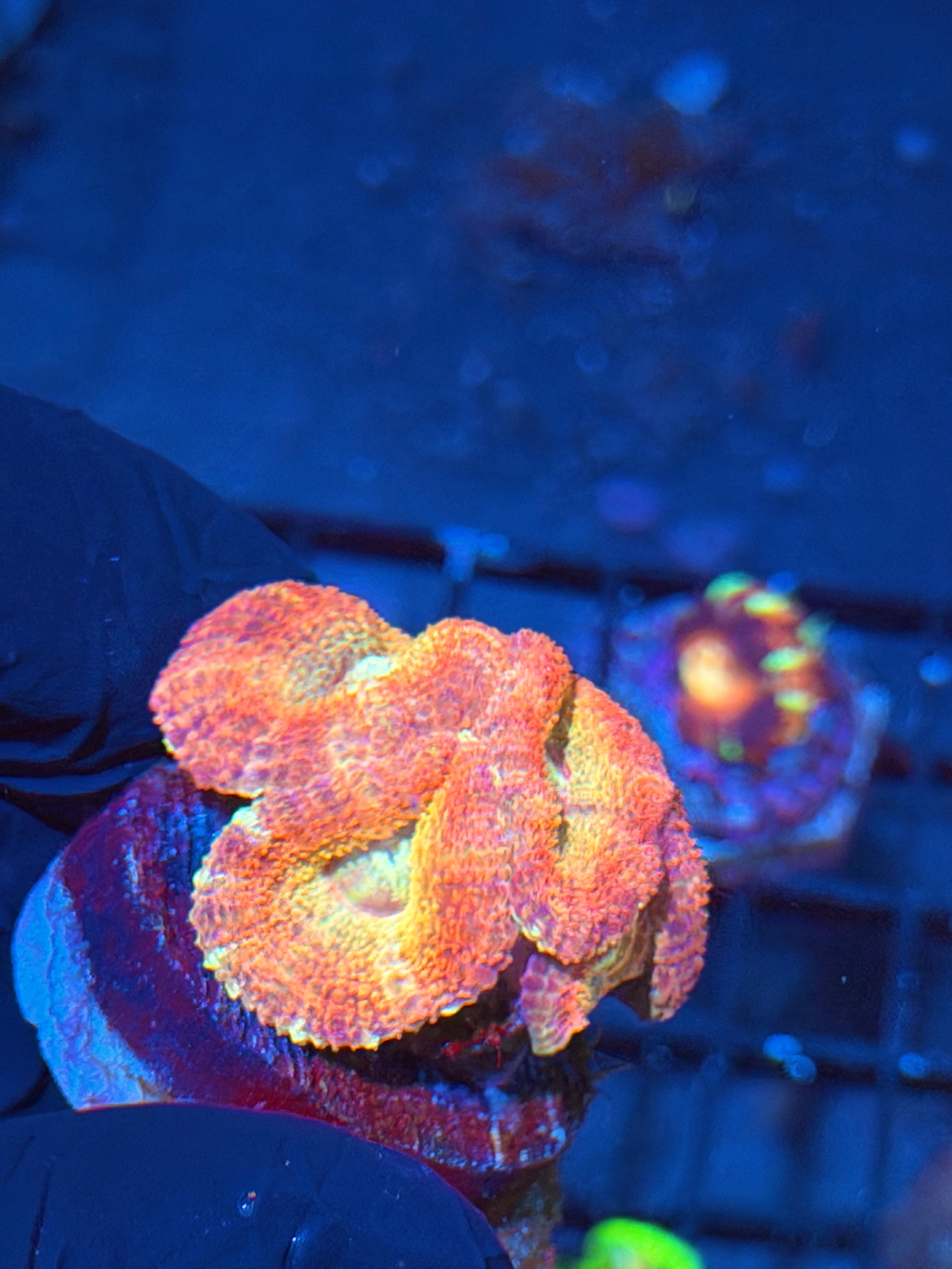 JEA SweetTooth Asian Acans Coral 5 Heads XL 6/4