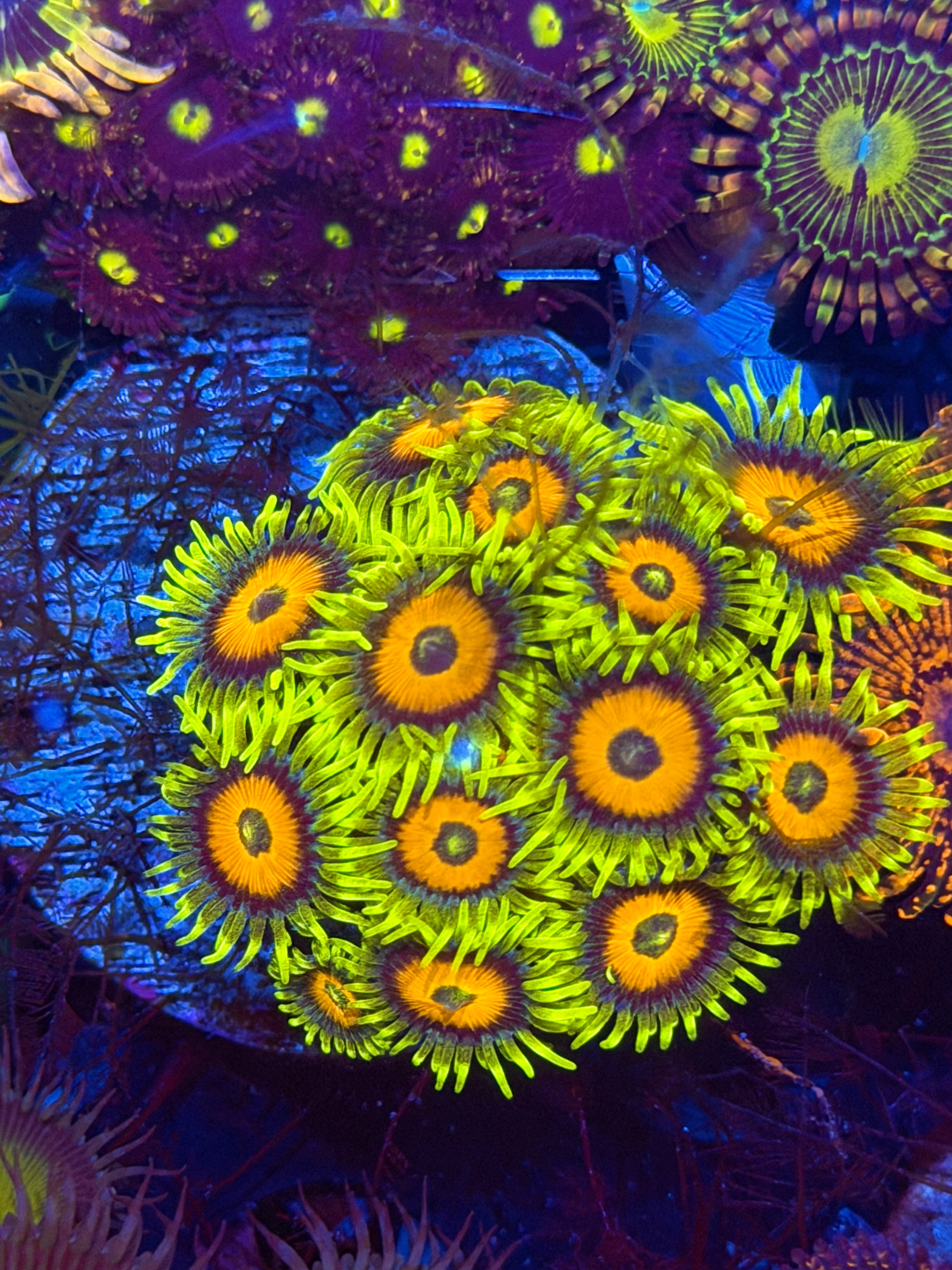 JEA Super Sunflower Zoanthid Coral Mini Colony