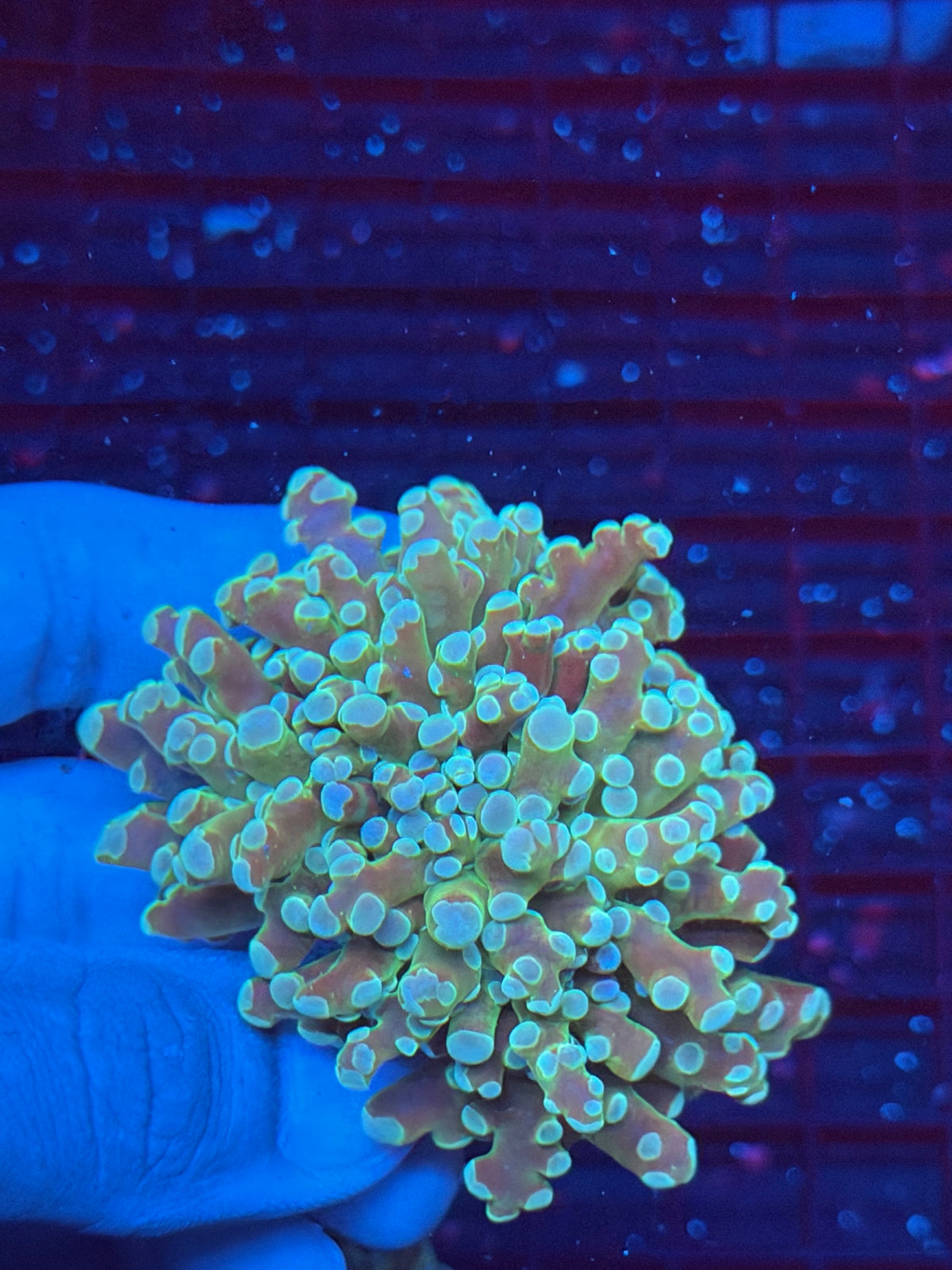 JEA Holy Relic Frogspawn Coral 1 XL Head Splitting 9/1