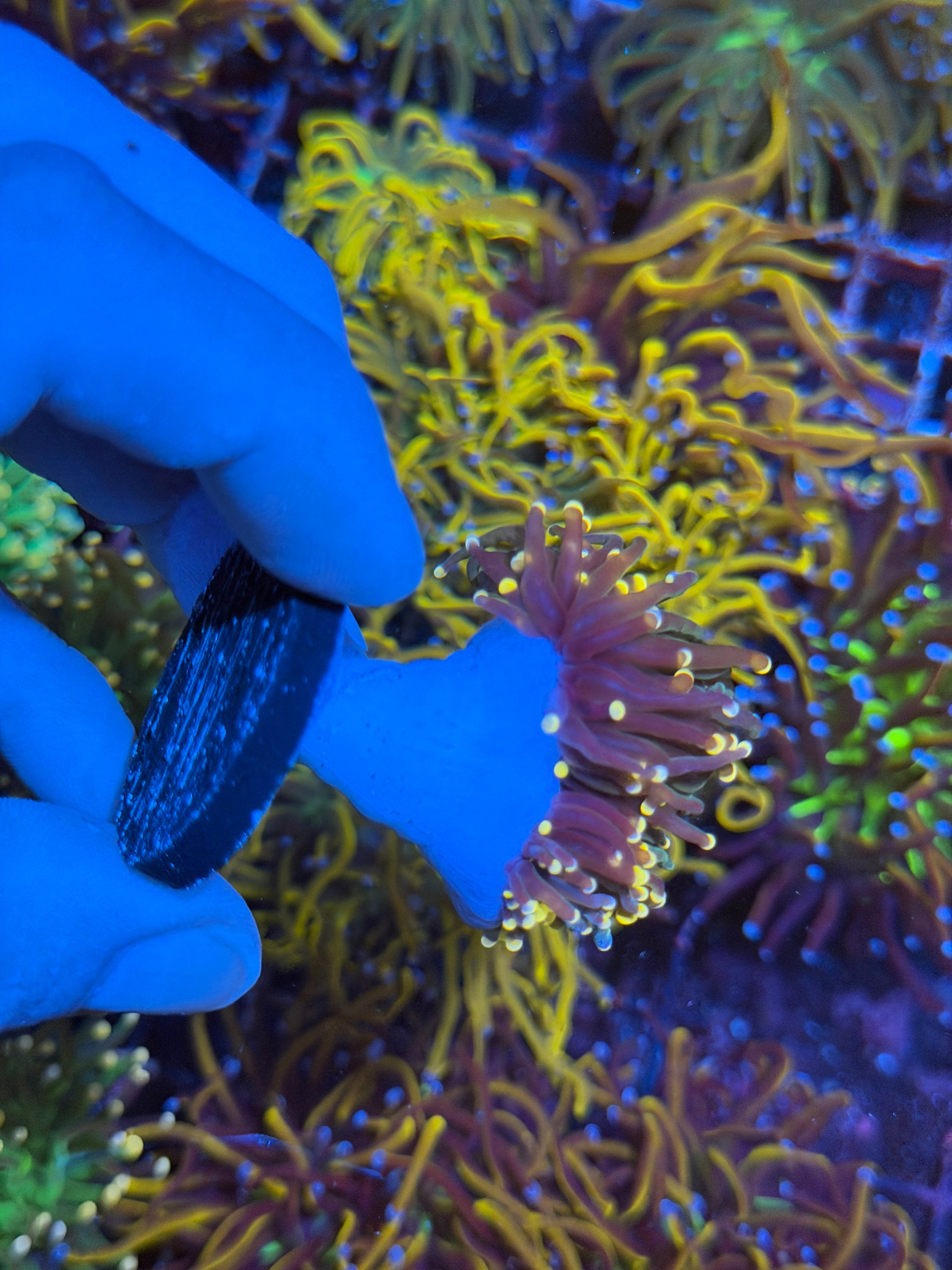 JEA Darksiders Torch Coral 2 Heads Splitting 2/25