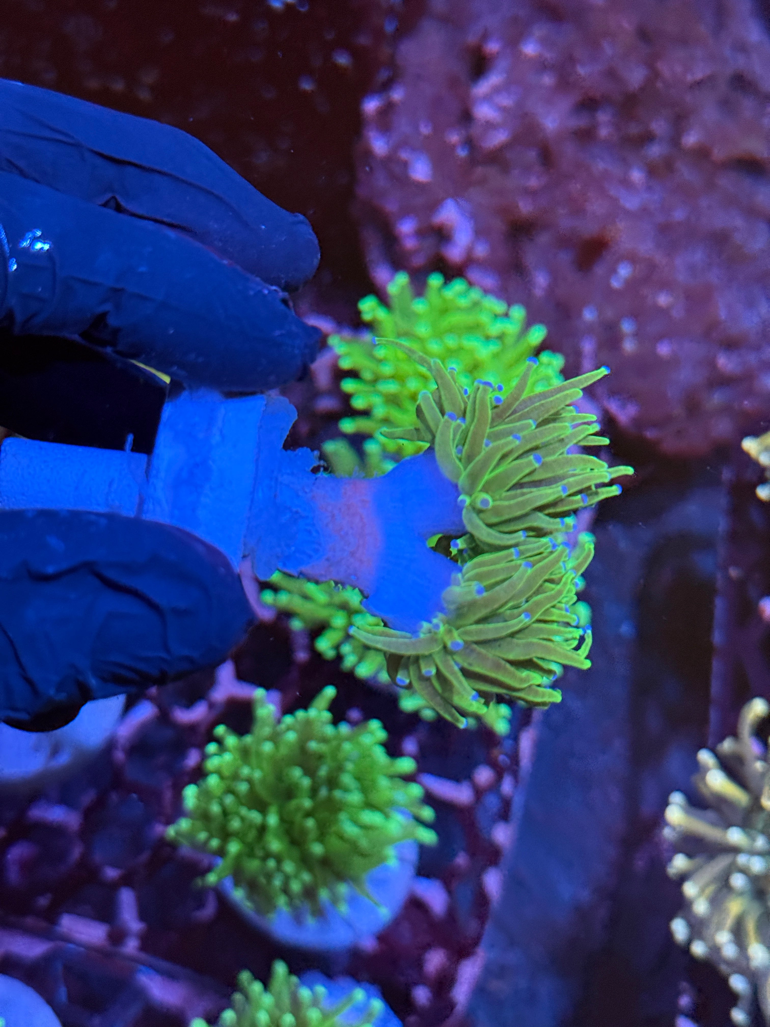 JEA Todd’s Torch Coral 2 Heads