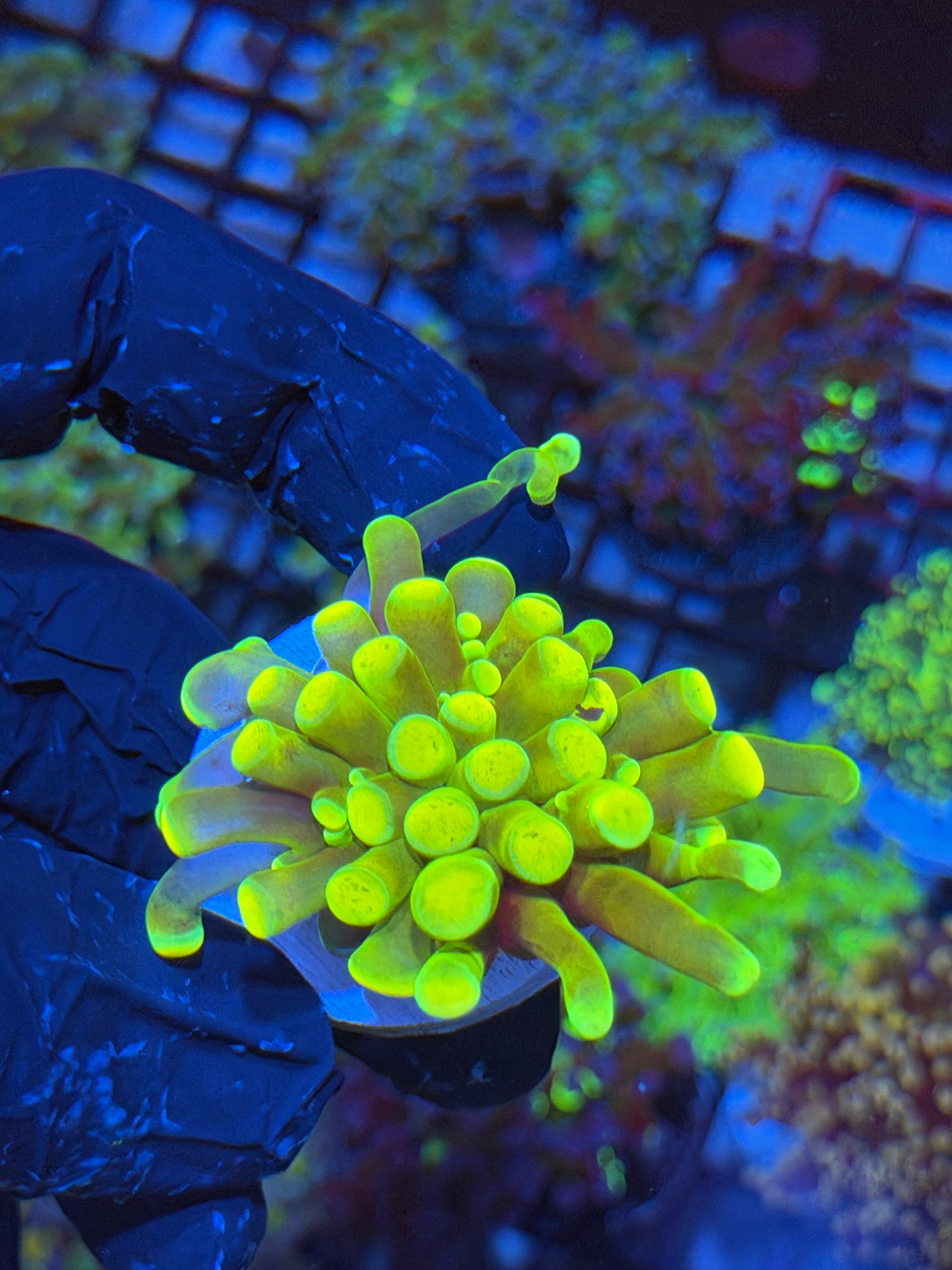 JEA Holy Grail Hammer Coral 1 XL Head AQUACULTURED 4/24