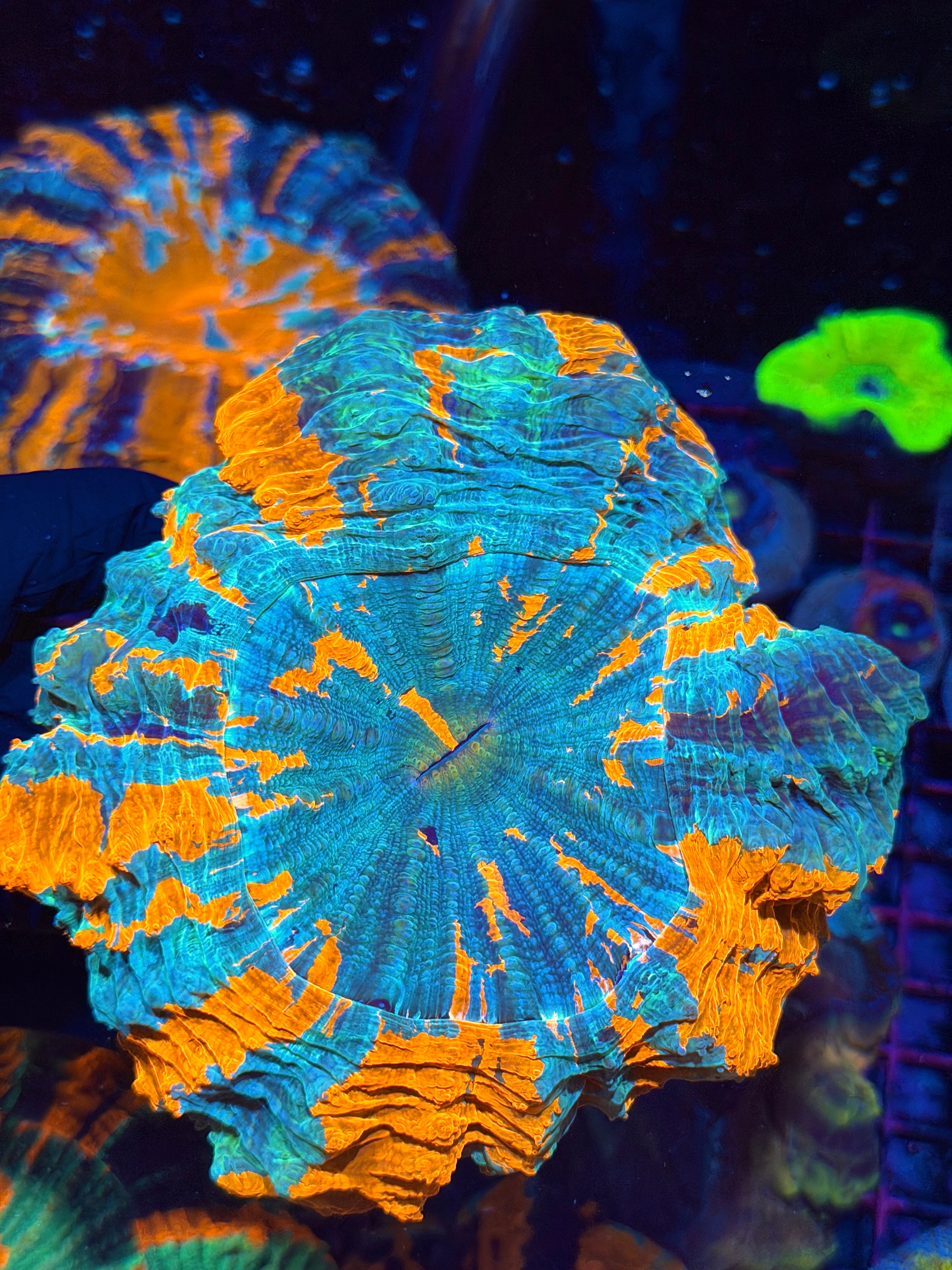 Bright Rainbow Acanthophyllia Meat Coral XL 8/28