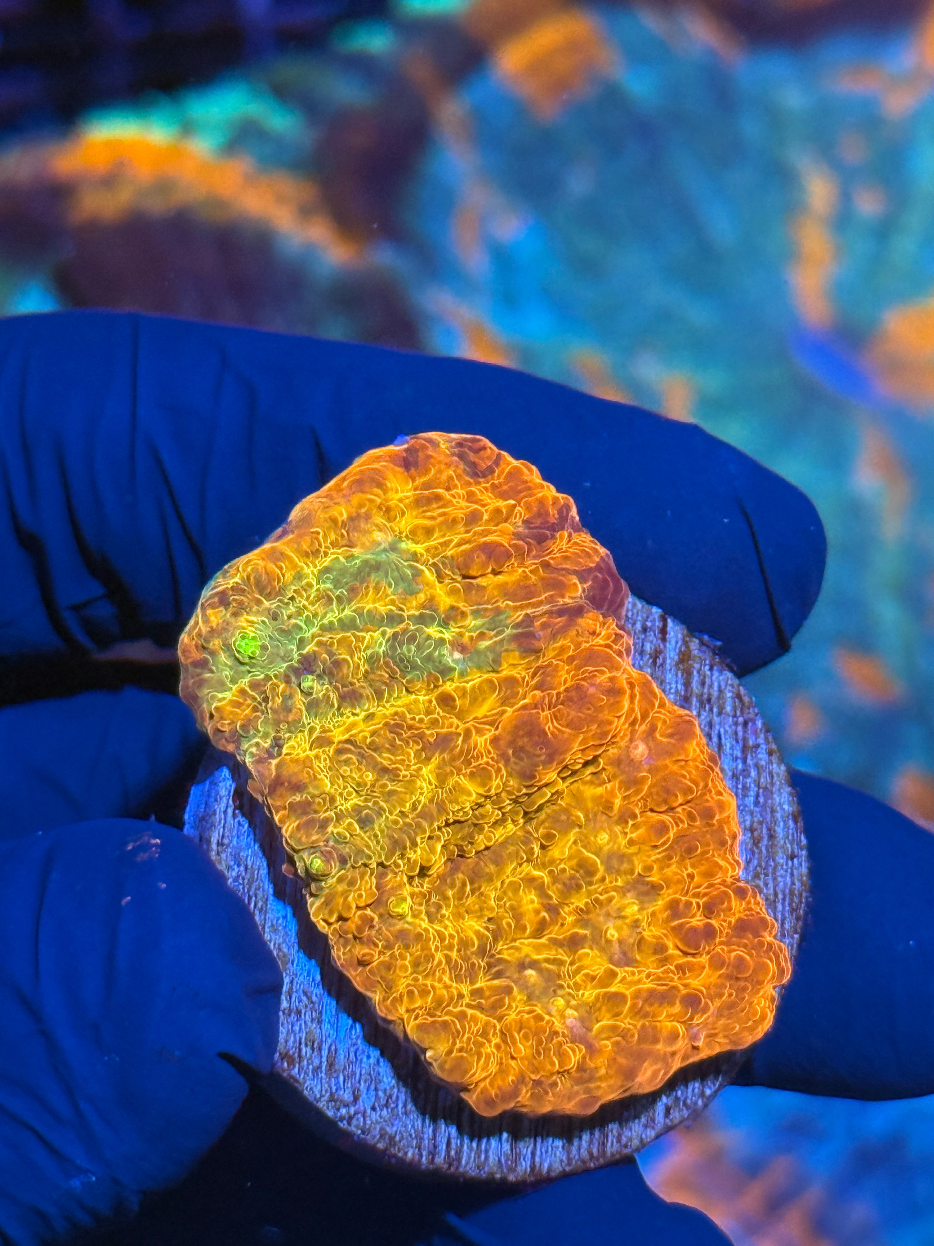 JEA Rainbow Meltdown Chalice Coral