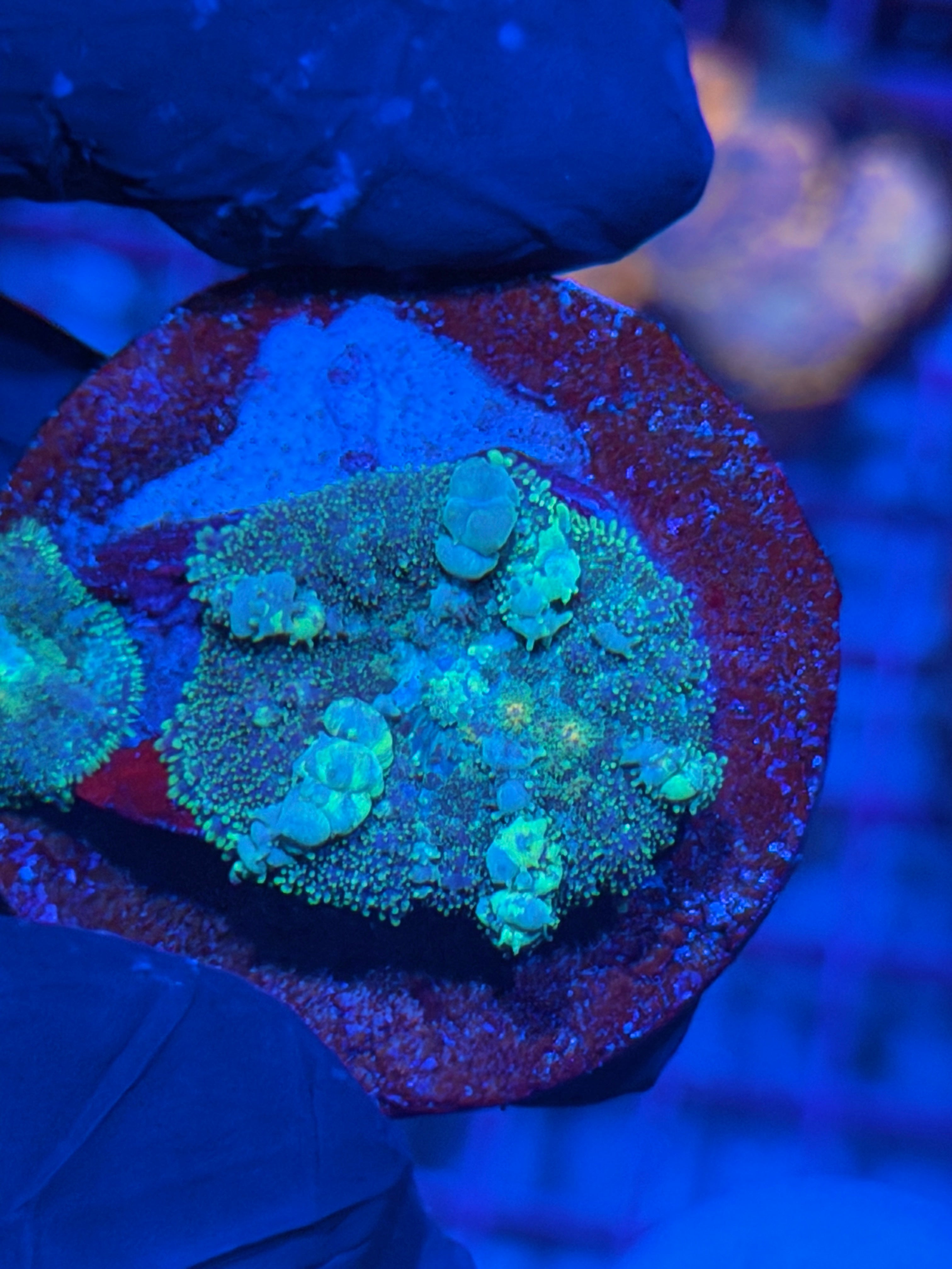 JEA Godspawn Bounce Mushroom Coral Multi Marbled Bounce 8/12