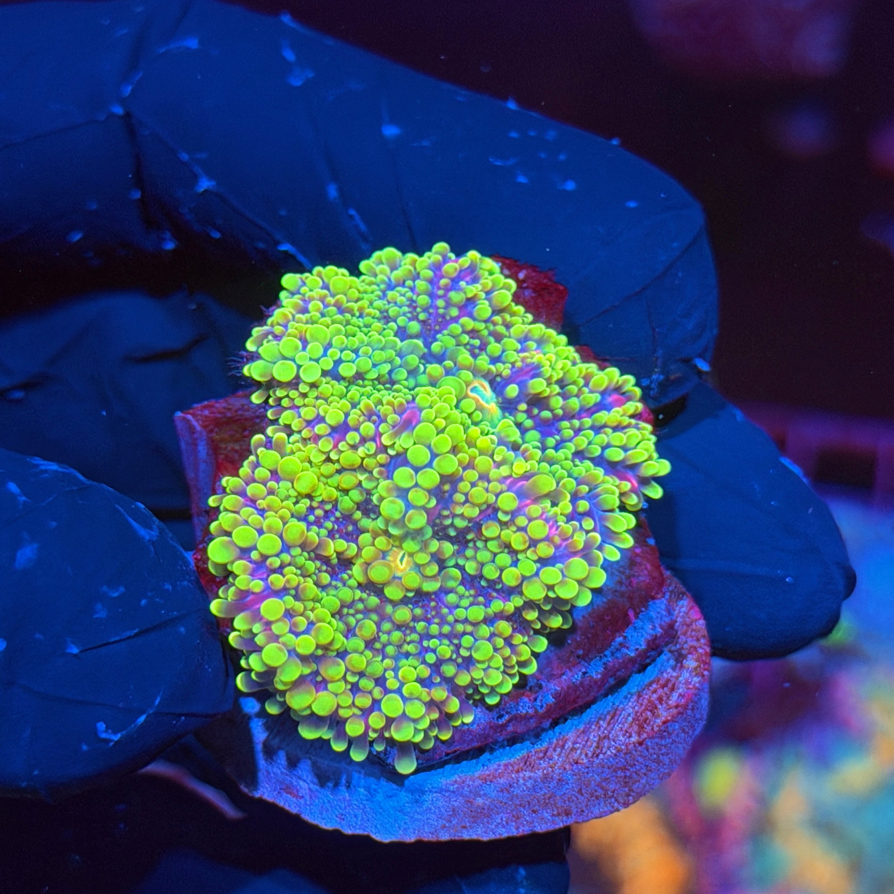 Jay's Exotic Corals