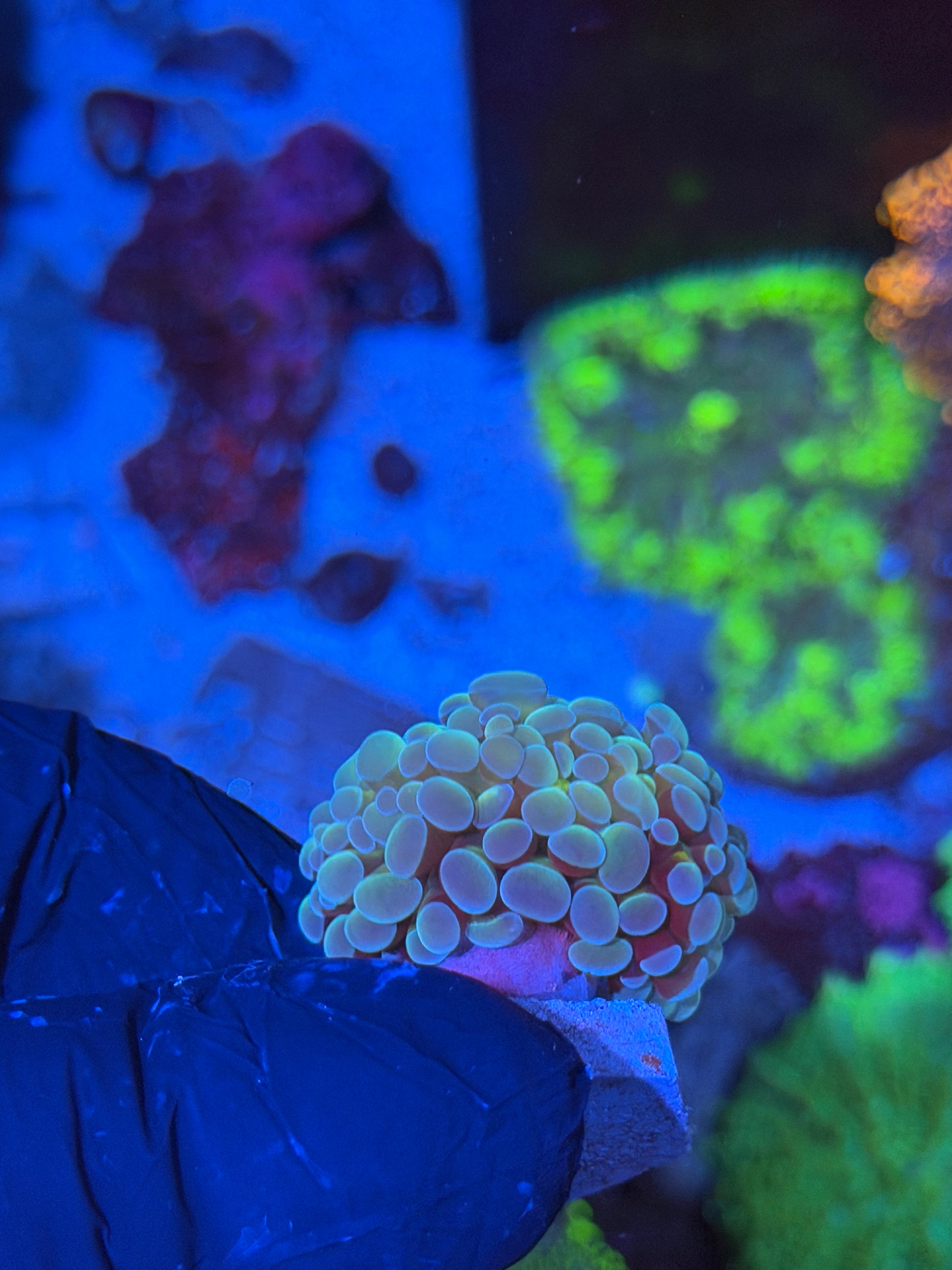 JEA Thors Hammer Coral 1 Head XL