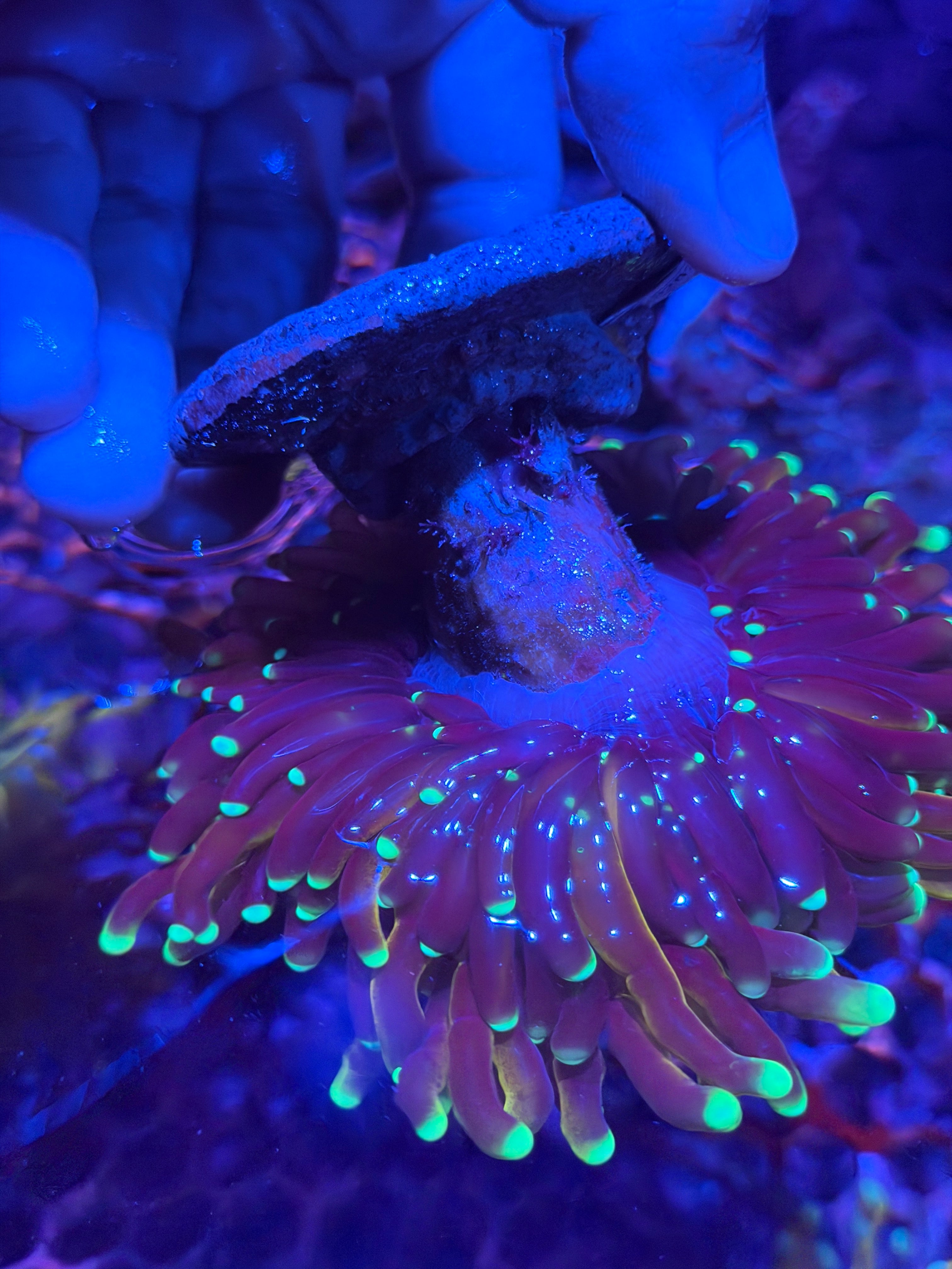 JEA Fat Stalk Tiger Torch Coral Grafted XXXL Show Piece 4/2