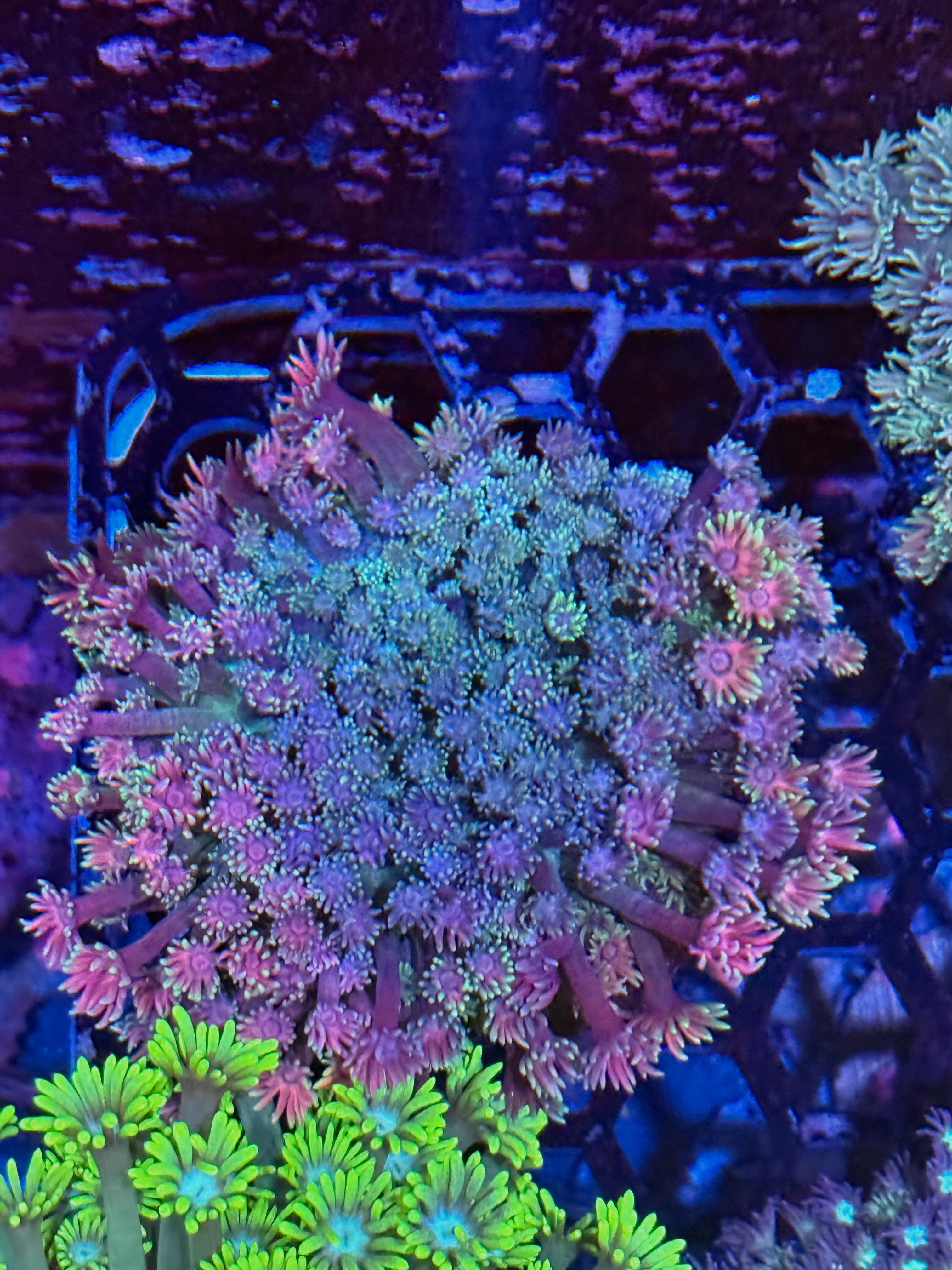 JEA Garden of Eden Goniopora Colony XXL