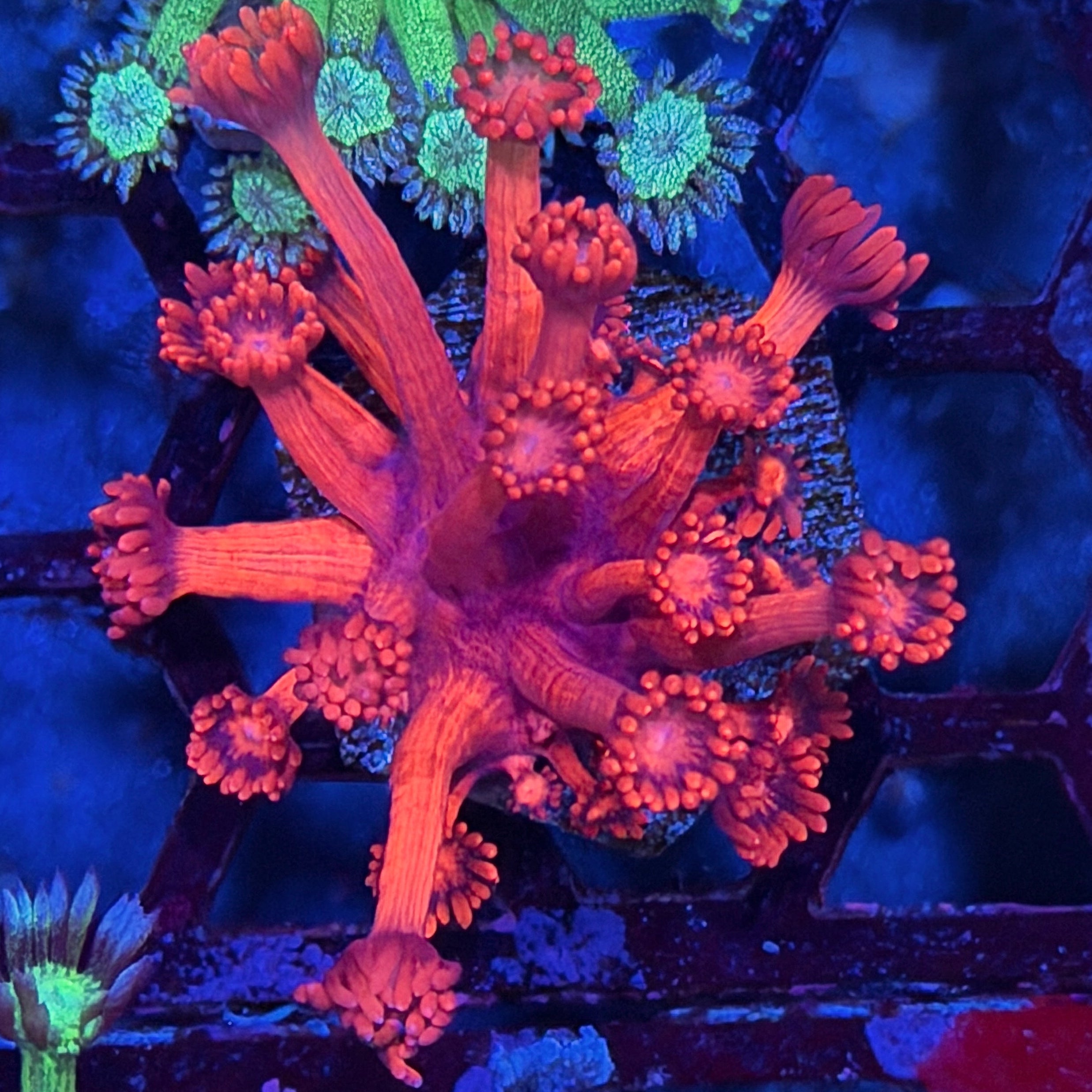 JEA Fireball Goniopora Coral 7/22