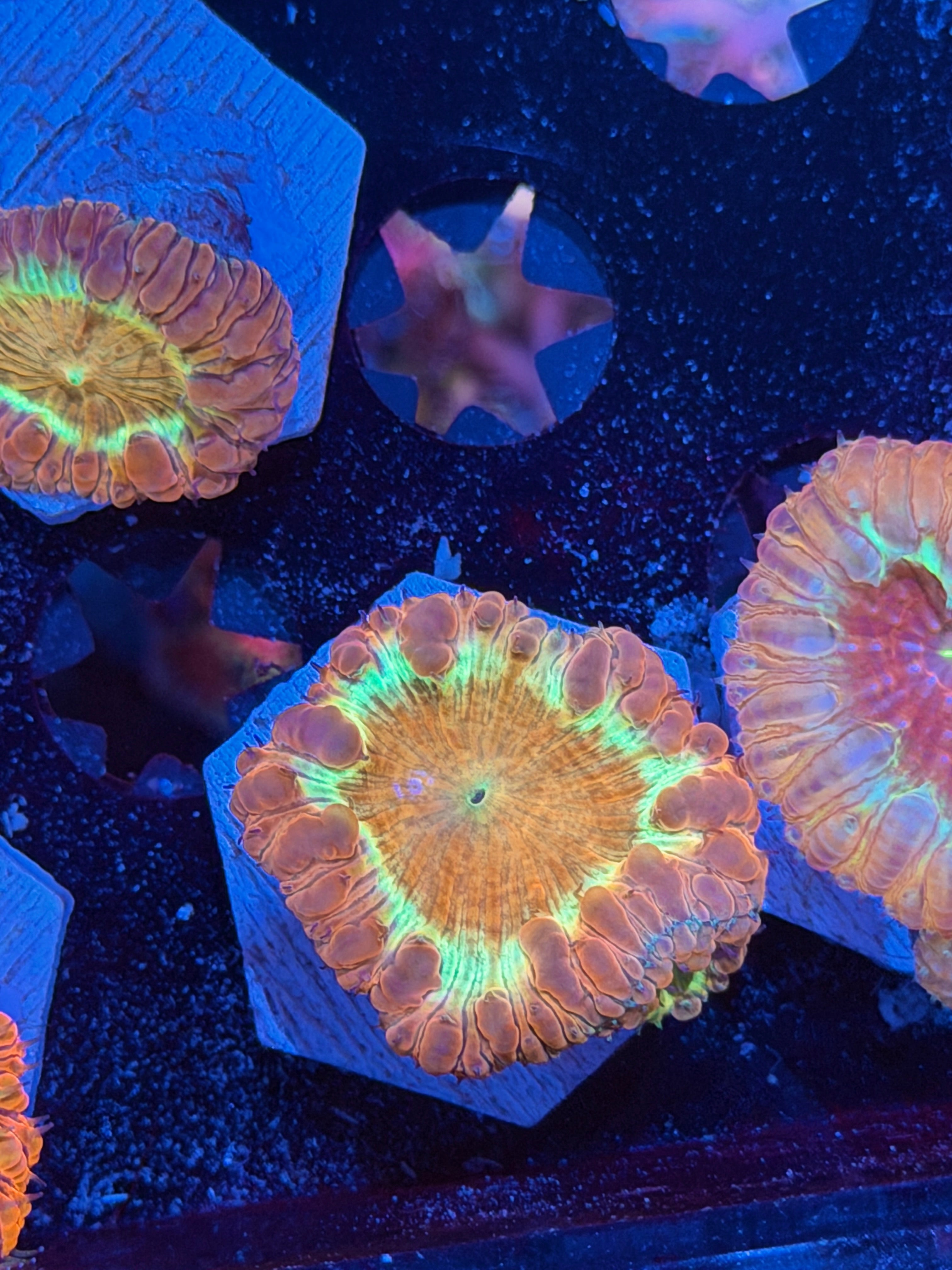 JEA Ironman Blastomussa Coral 1 XL Head *New Release*