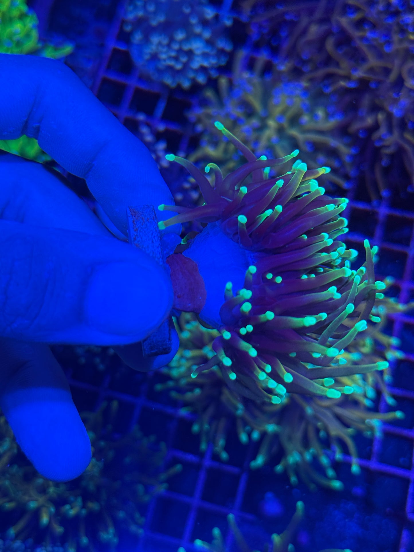 JEA Dragon Soul Torch Coral 1 XL Head Splitting
