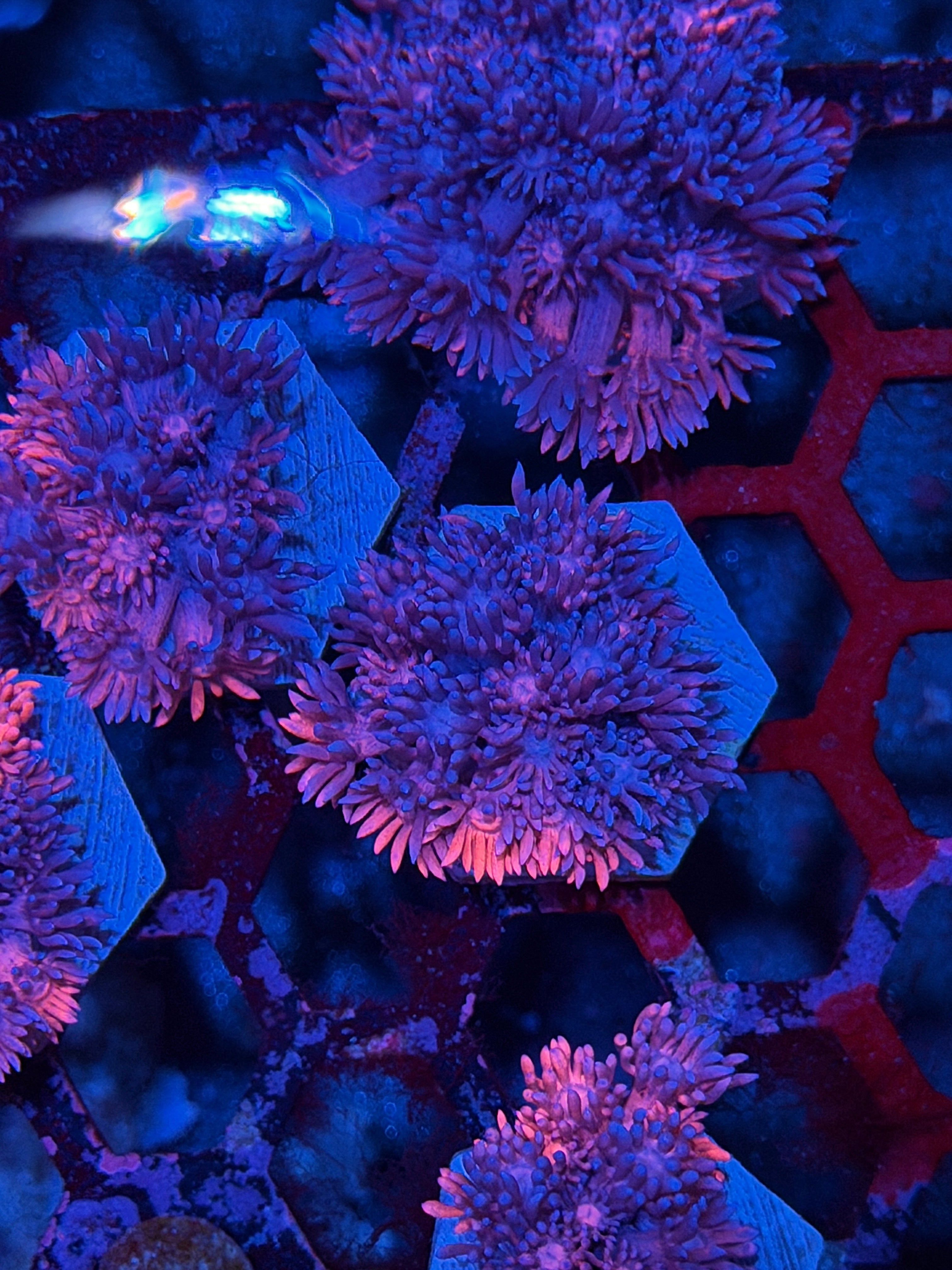 JEA Chimera Grafted Goniopora Coral *New Release*