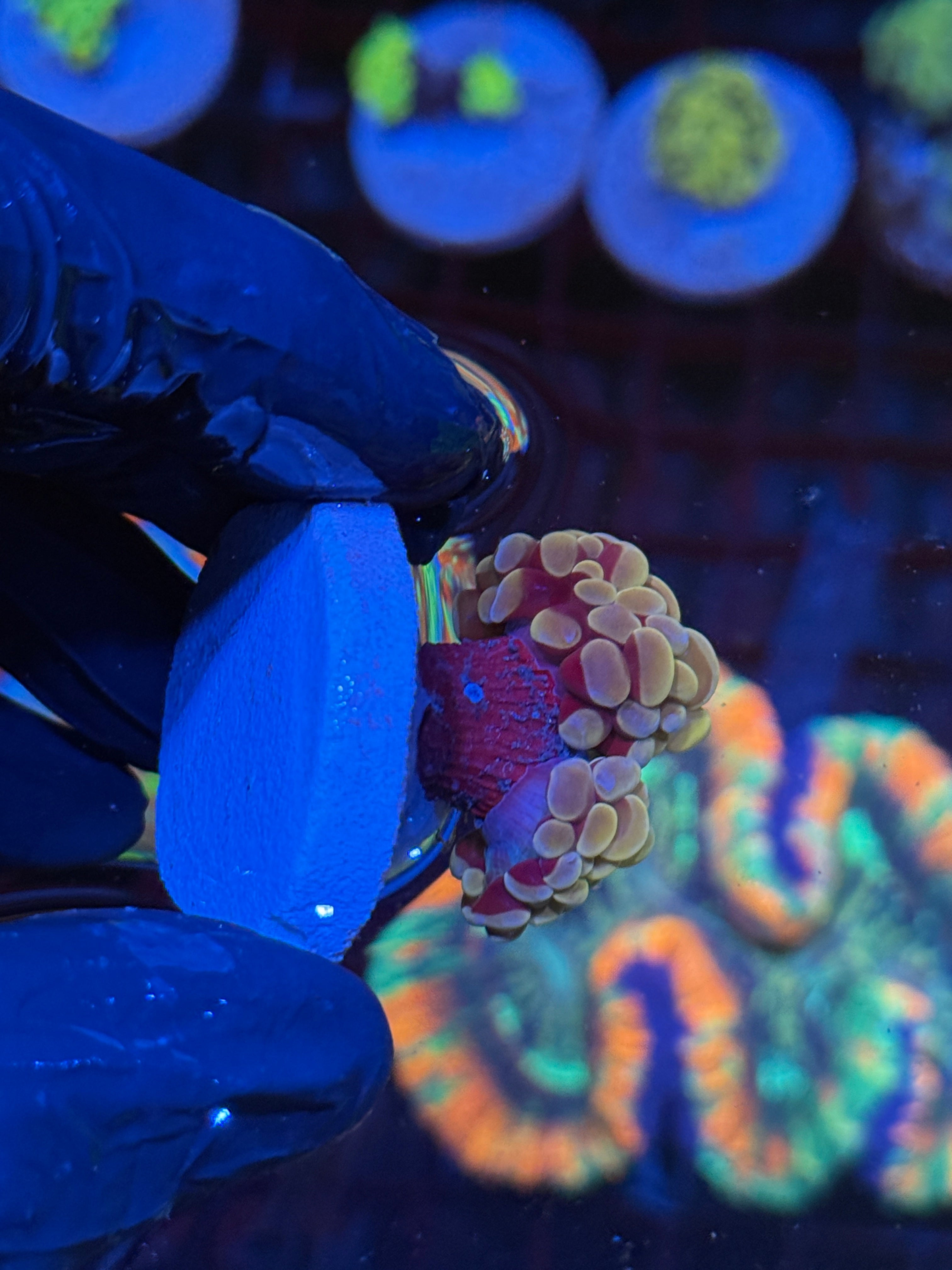 JEA Orange Fusion Hammer Coral 2 Head