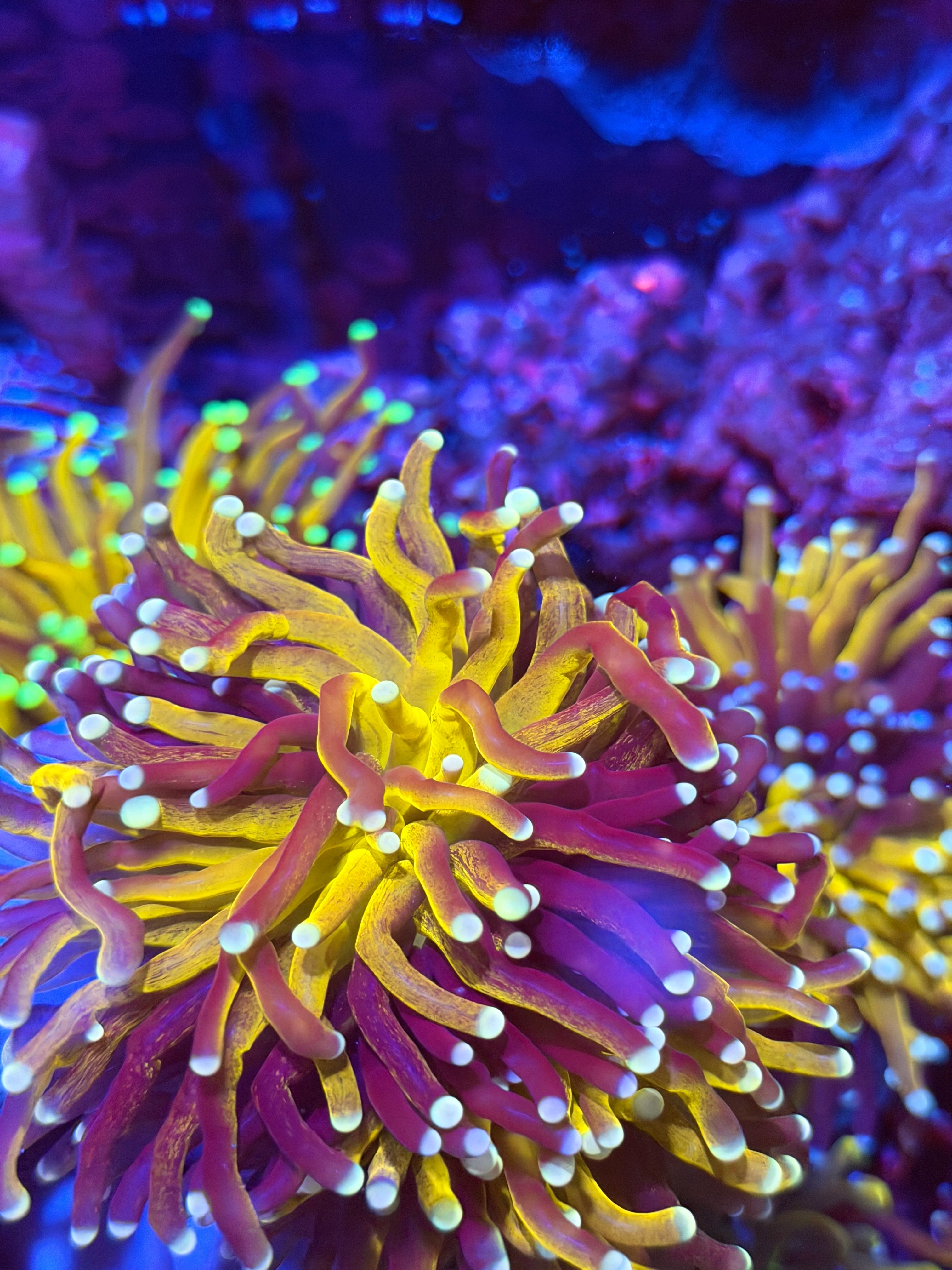 JEA Fat Stalk Tiger Torch Coral Light Purple Tips Green Mouth XXL Show Piece 2/25