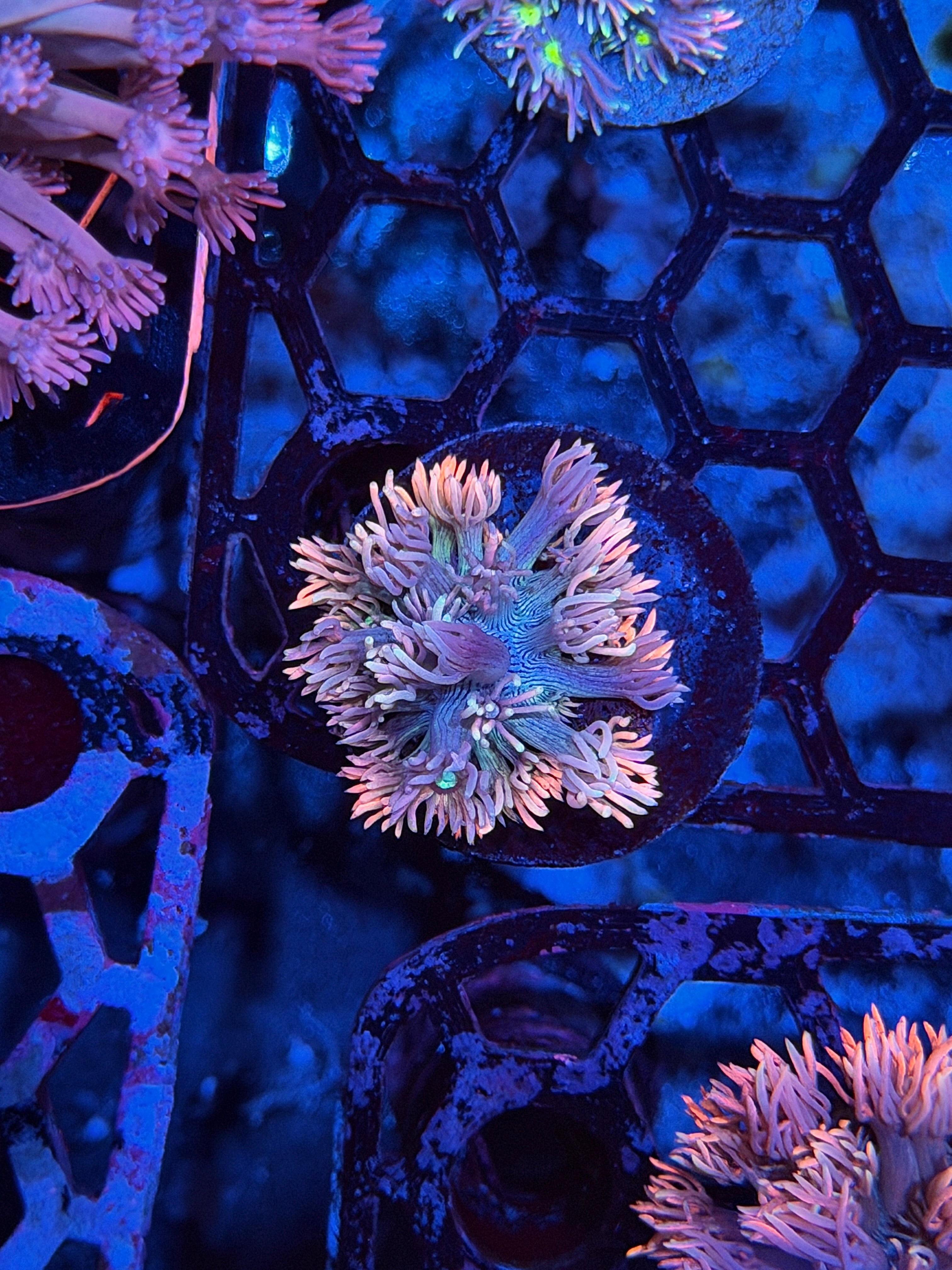 JEA Cosmic Ballz Goniopora Coral (Green Eyes) Insane!