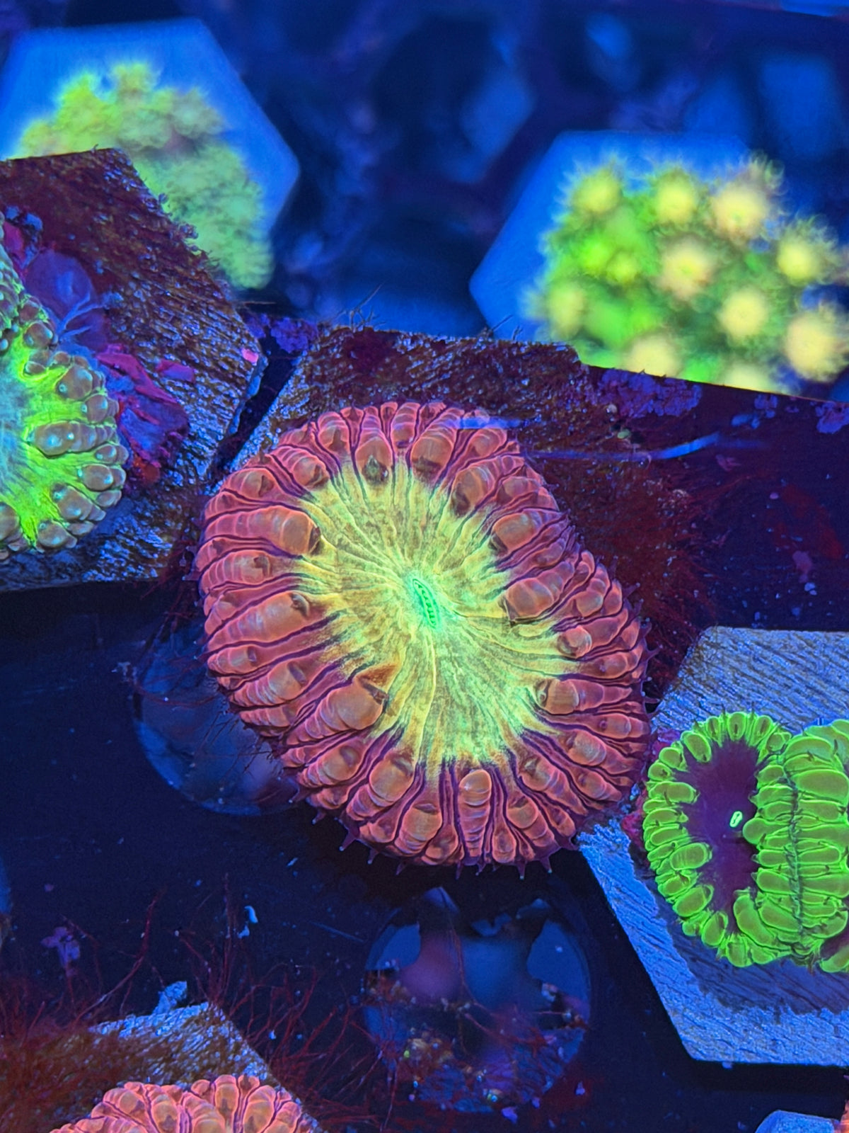 JEA Godmode Blastomussa Coral 9/27