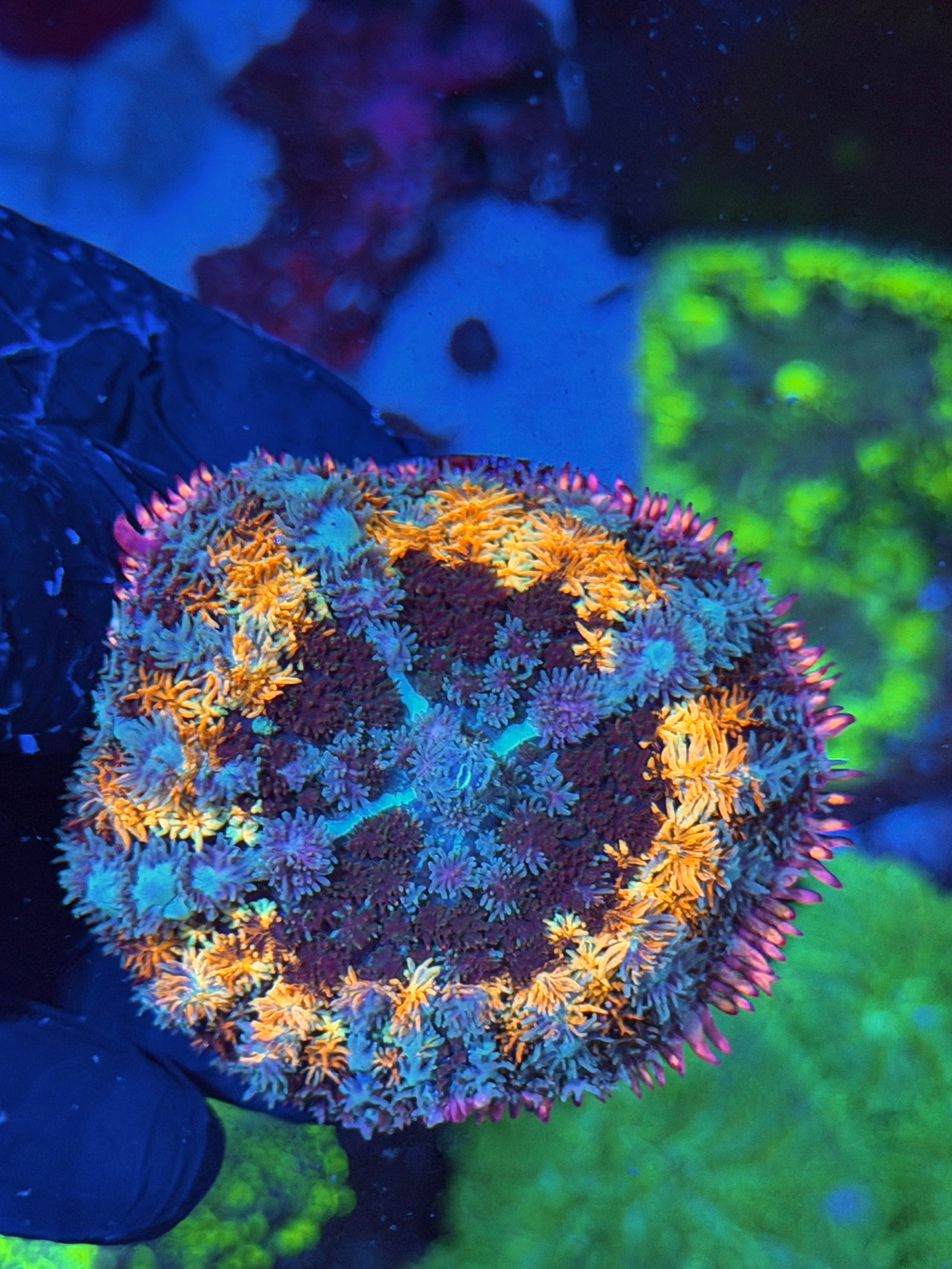 JEA Spellcaster Bounce Mushroom Coral XXL