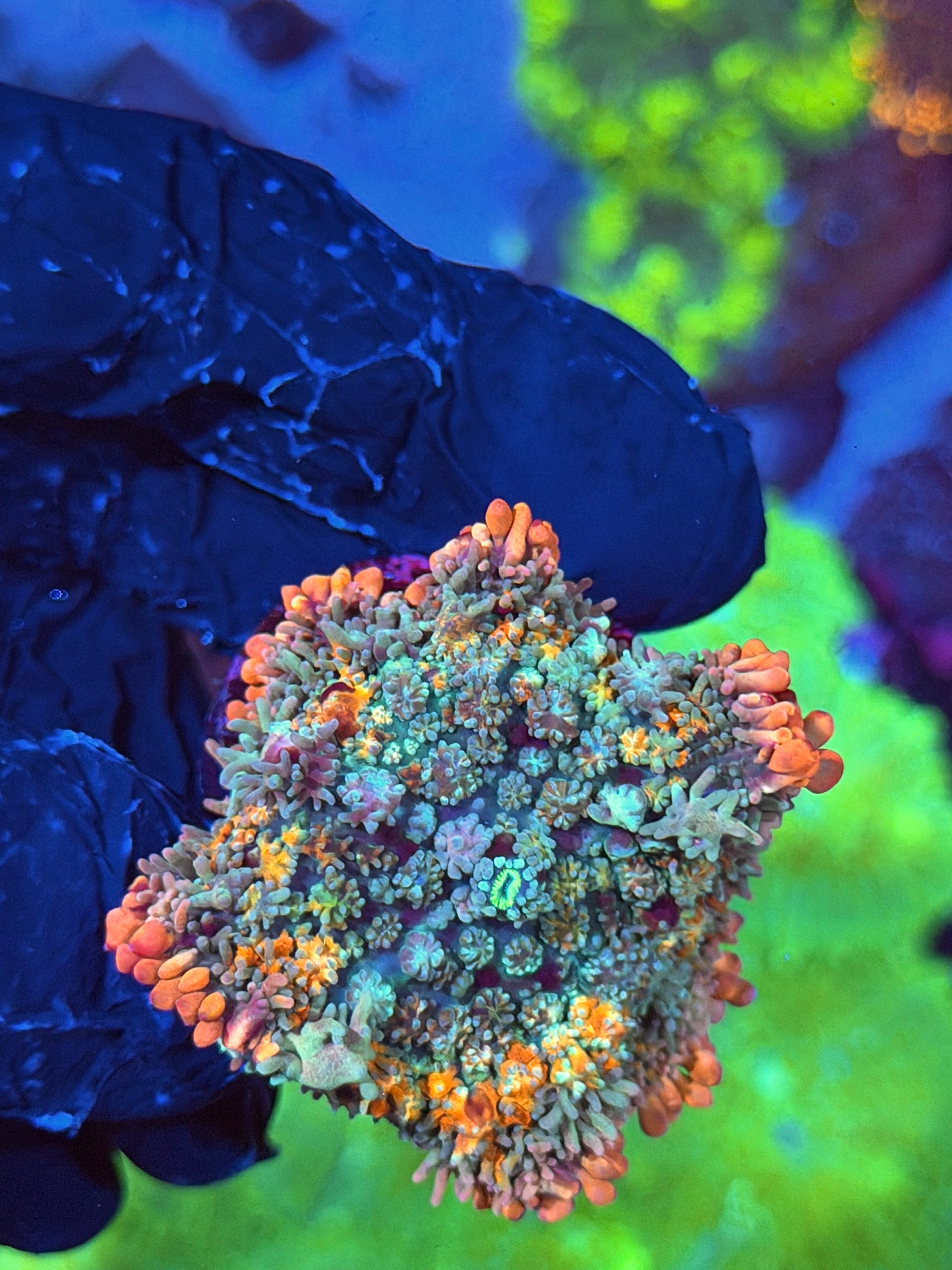 JEA Tropical Paradise Bounce Mushroom Coral 1 XL Head