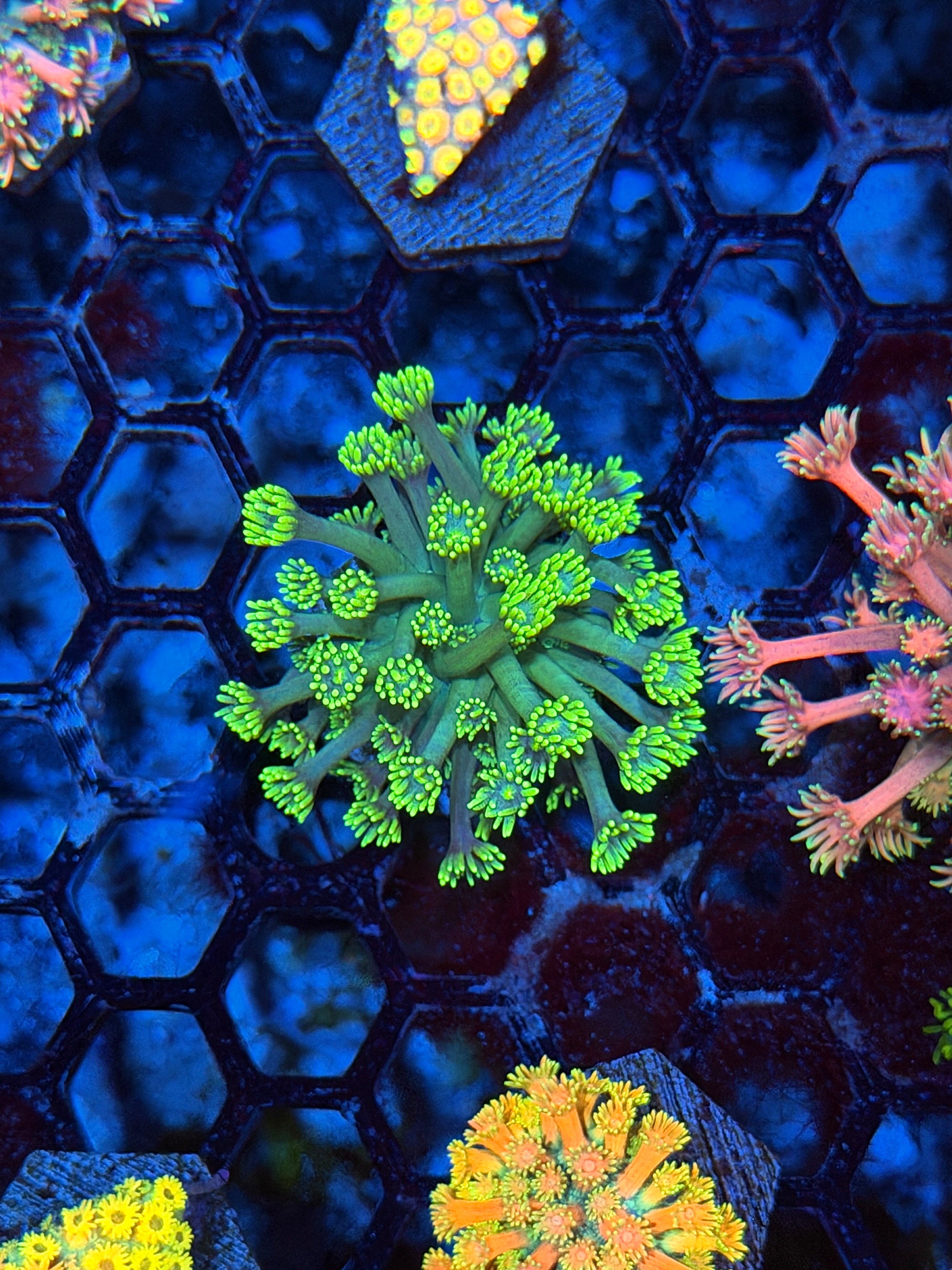 JEA Blue Dream Goniopora Coral