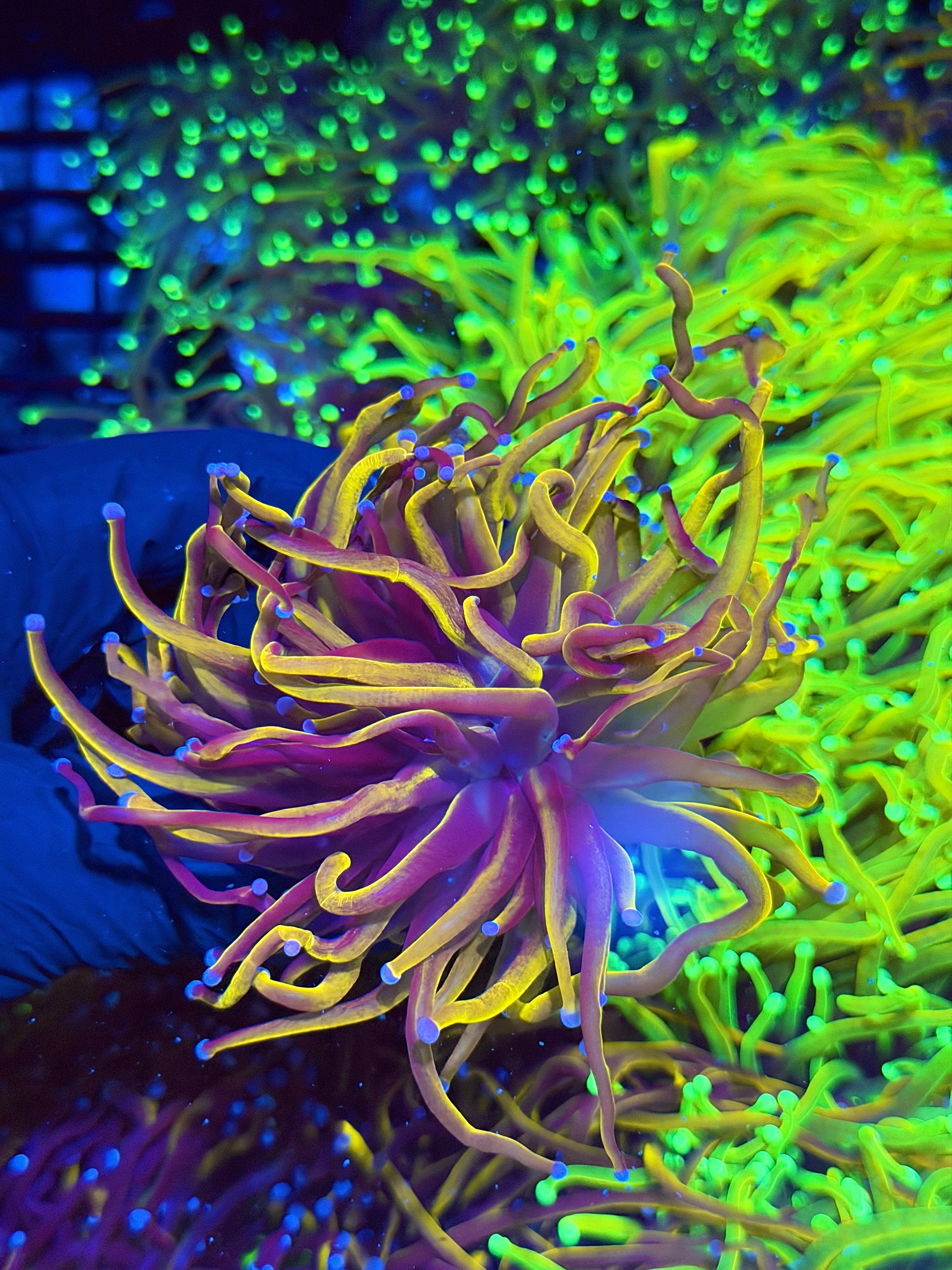 JEA Orange Peel Torch Coral  1 XXL Head Splitting