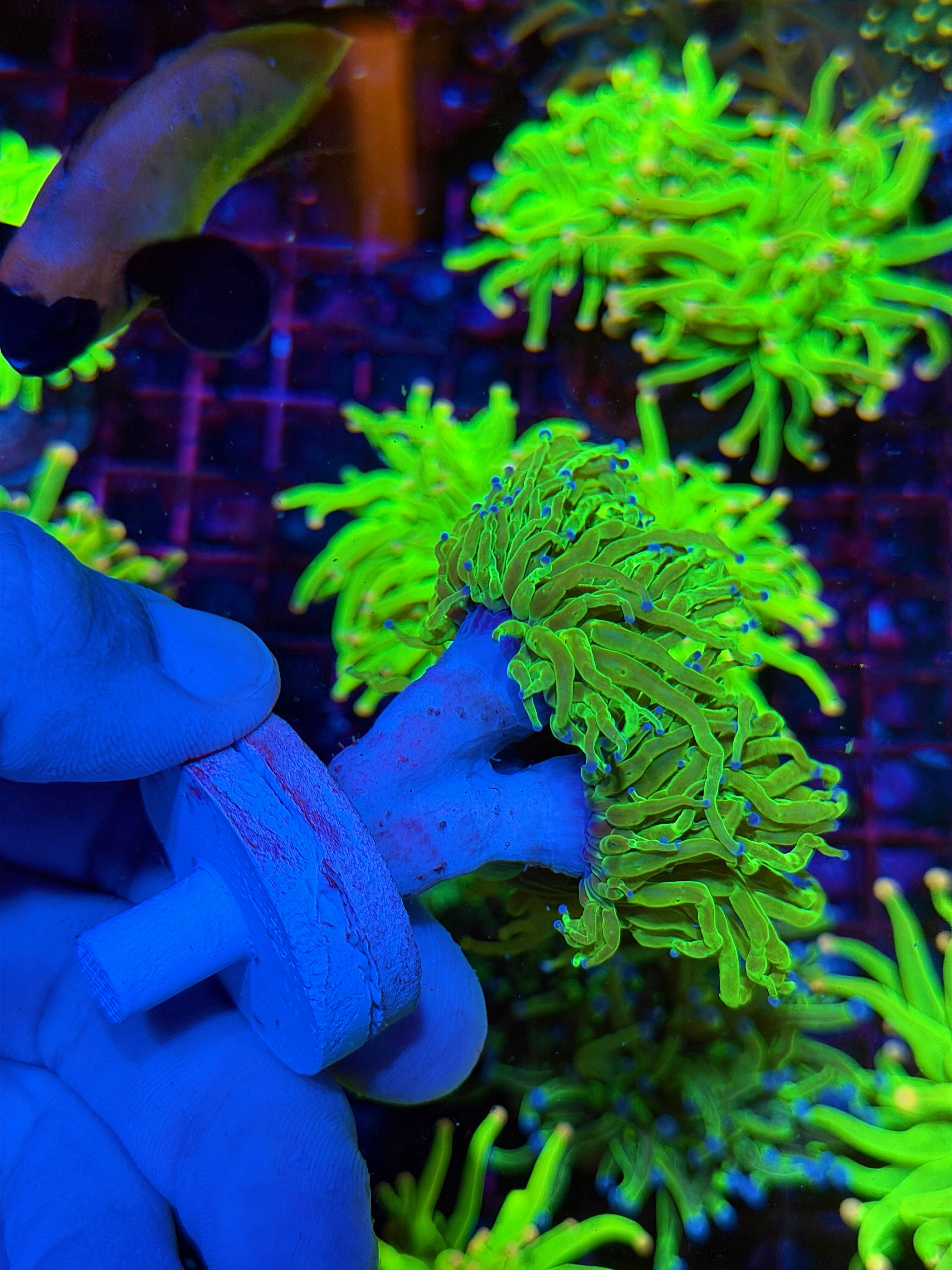 Todd’s Torch Coral 3 Heads XXL