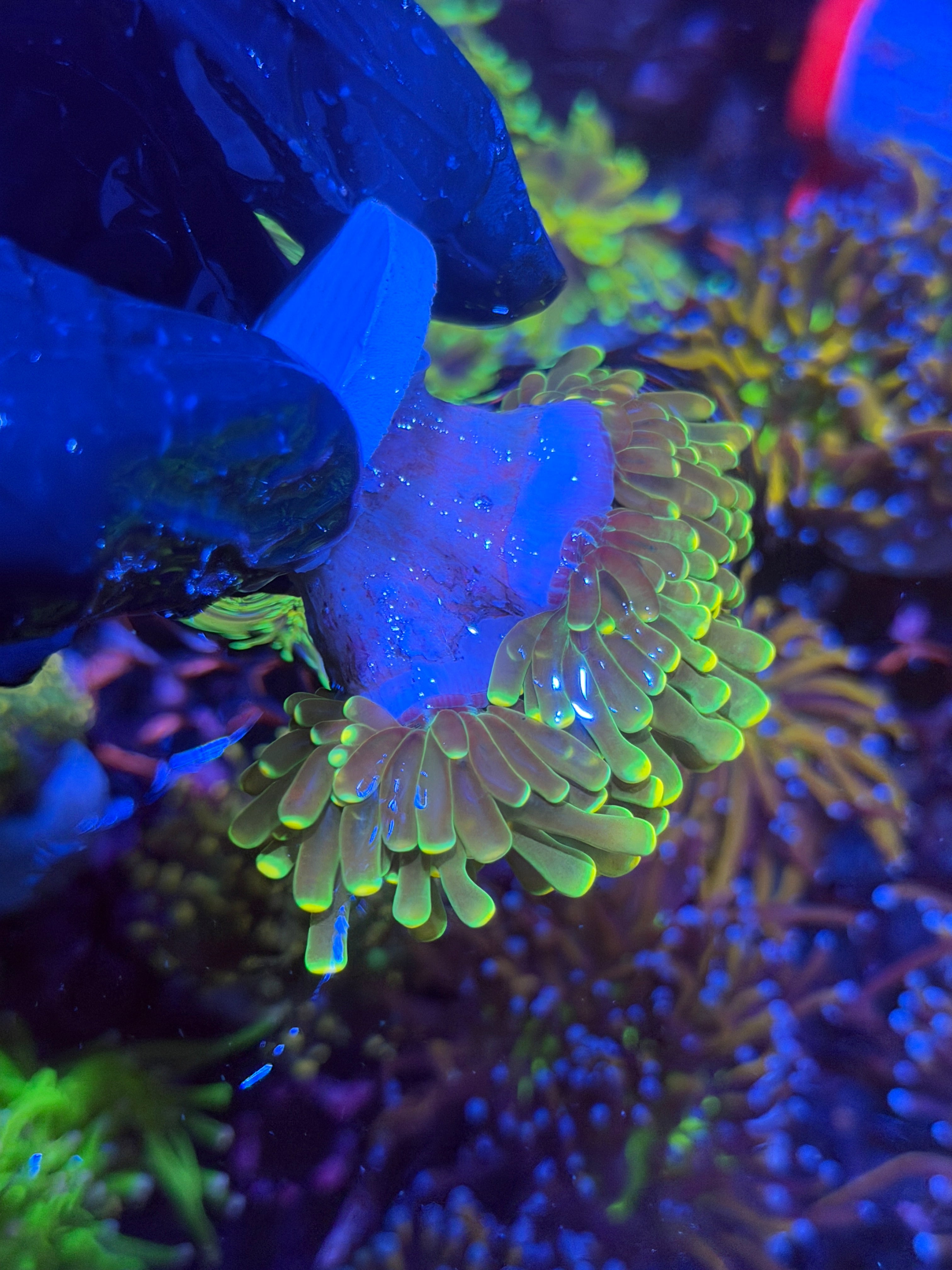 JEA Lemon Drop Torch Coral 2 XL Heads Splitting 11/3