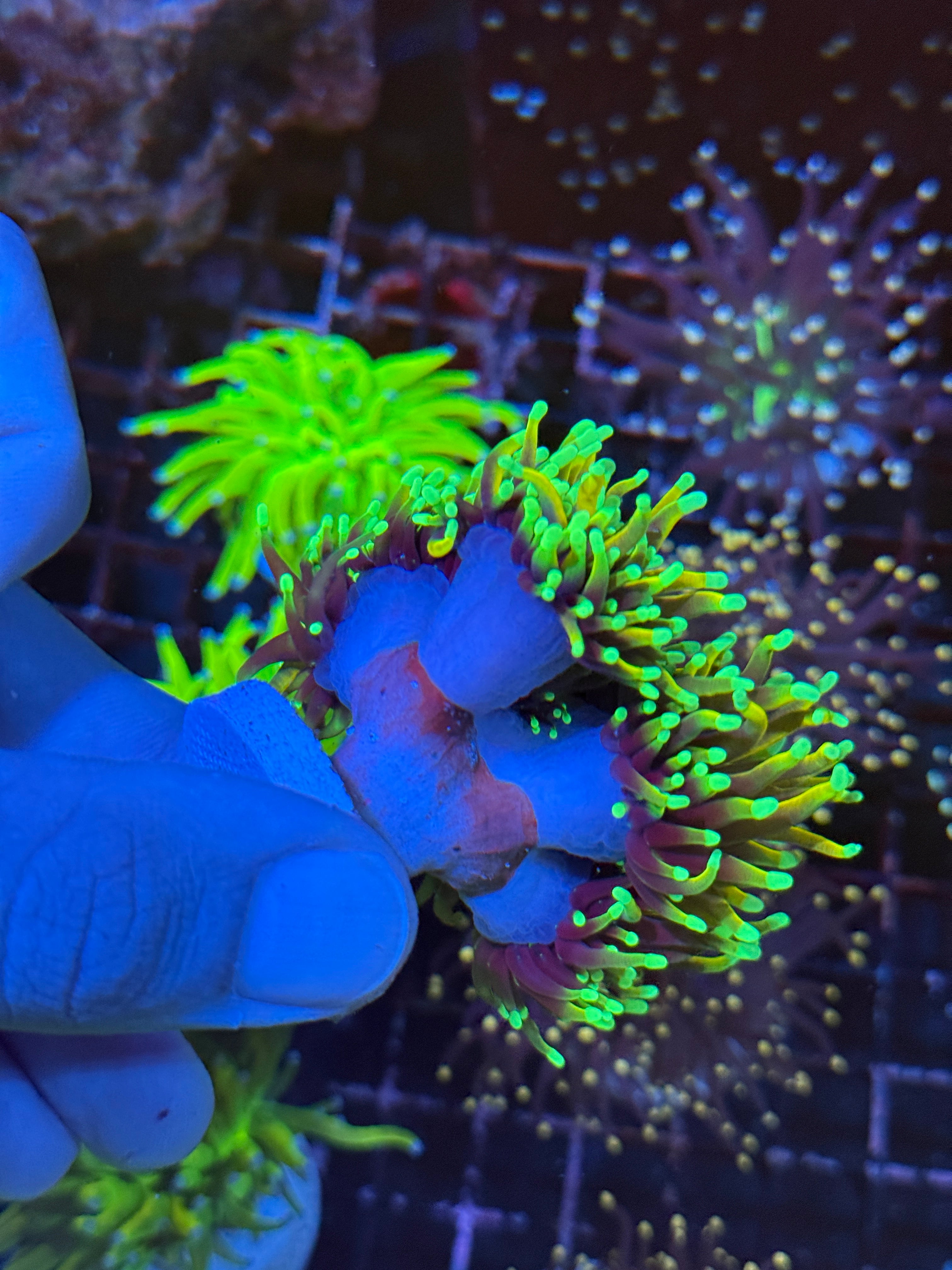 JEA Inferno Fire  Torch Coral 4 Heads XXL Show Piece Insanely Bright
