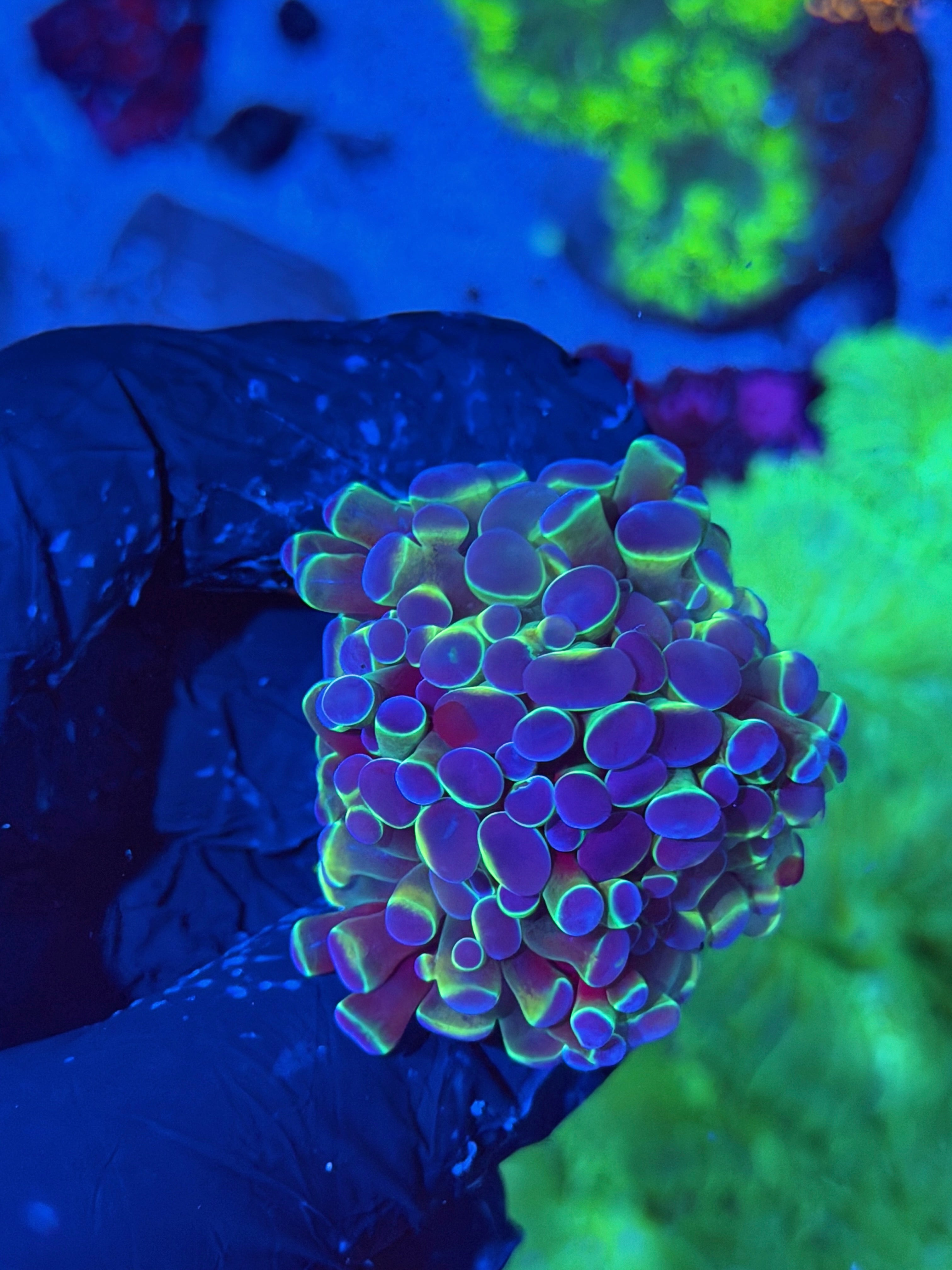 JEA Hologram Hammer Coral Splitting to 3 XL