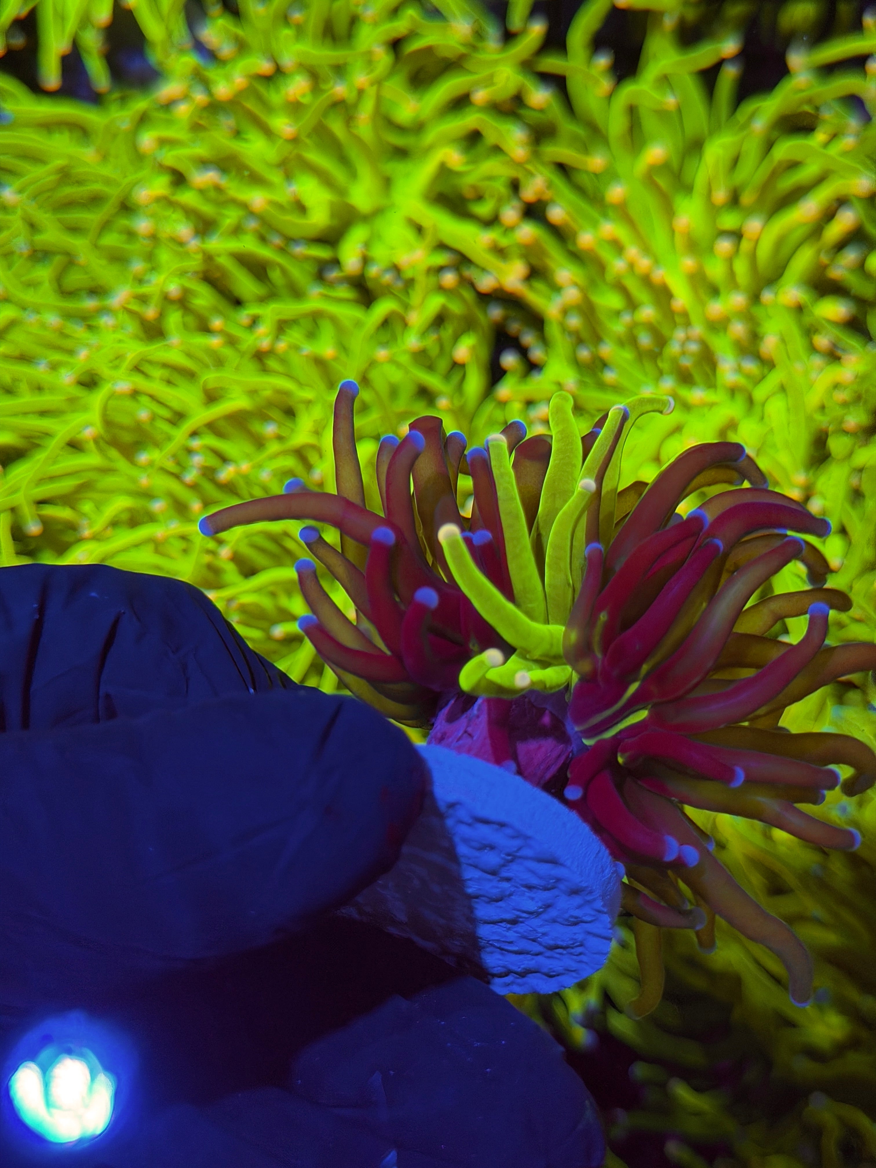 JEA Grafted Holy Grail Torch Coral 1 XL Head Rare