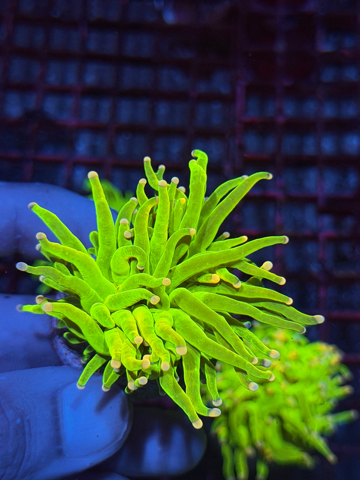 JEA Skittles Holy Grail Torch Coral 1 XL Head 10/10