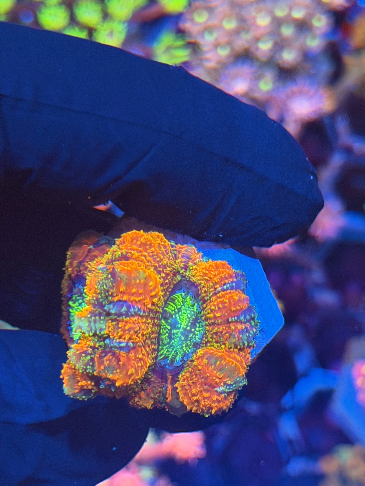 JEA Rainbow Nerds Asian Acans 2 Heads 9/28