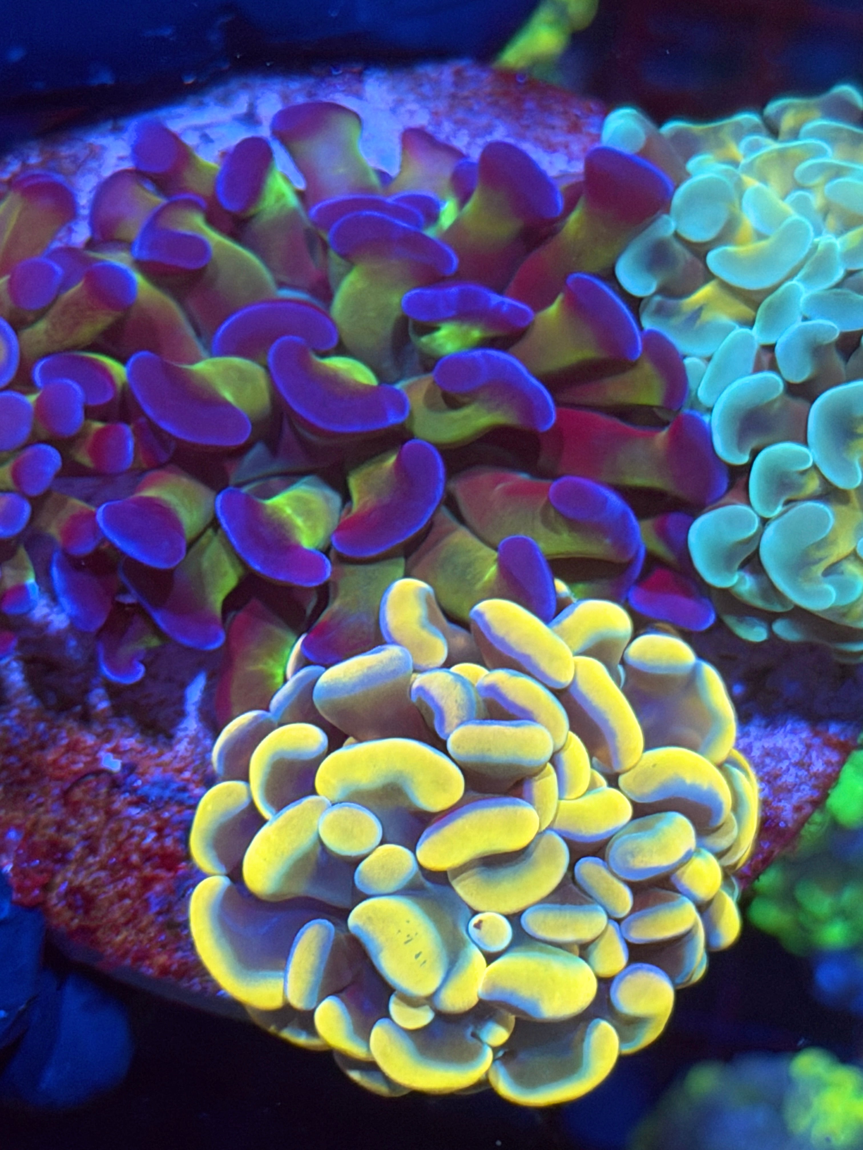 JEA High End Hammer Coral Bouquet 5-6 Heads XL