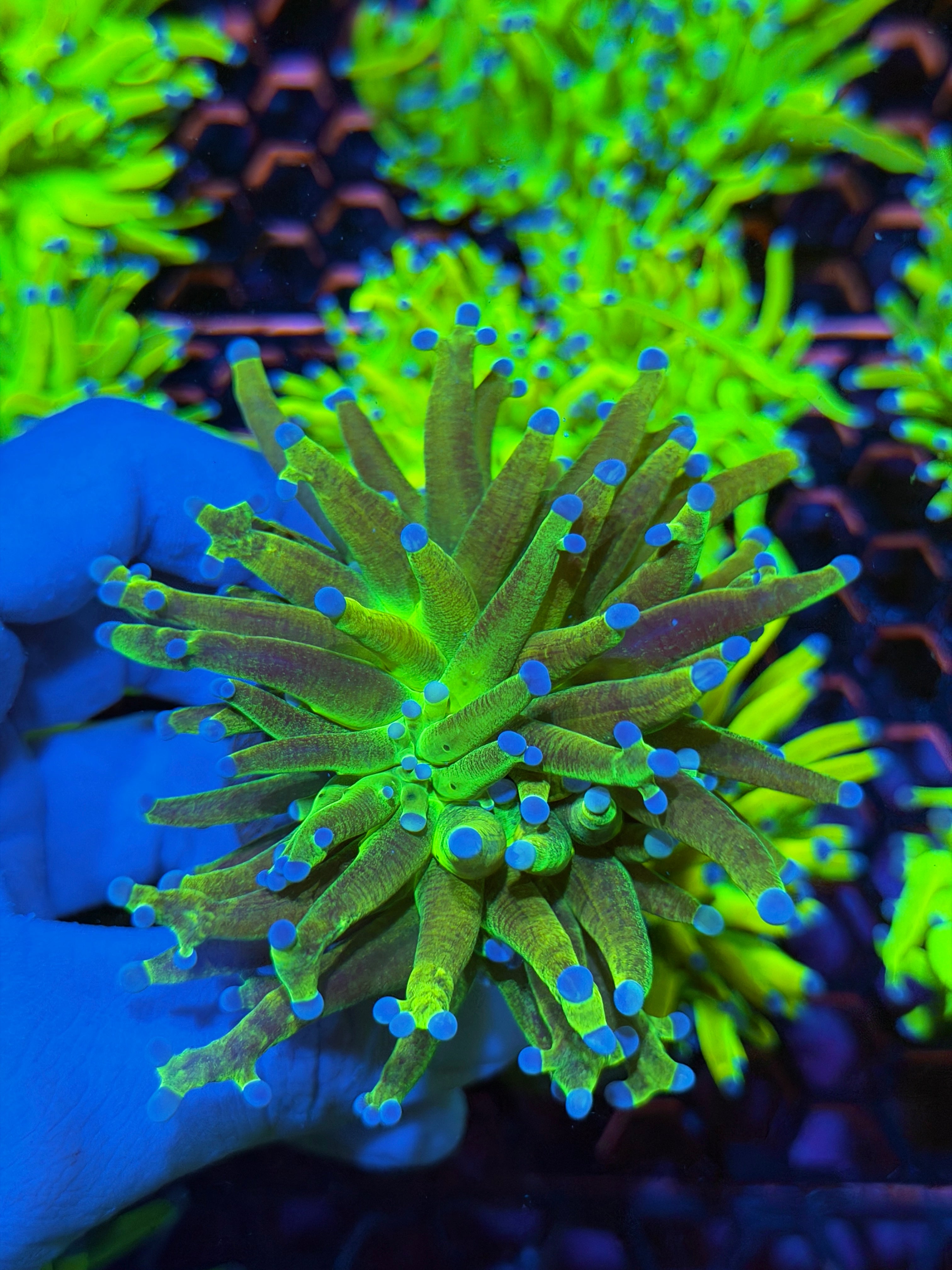 JEA Grafted Glitter Holy Grail Torch Coral 1 XL Head Unique 2/24