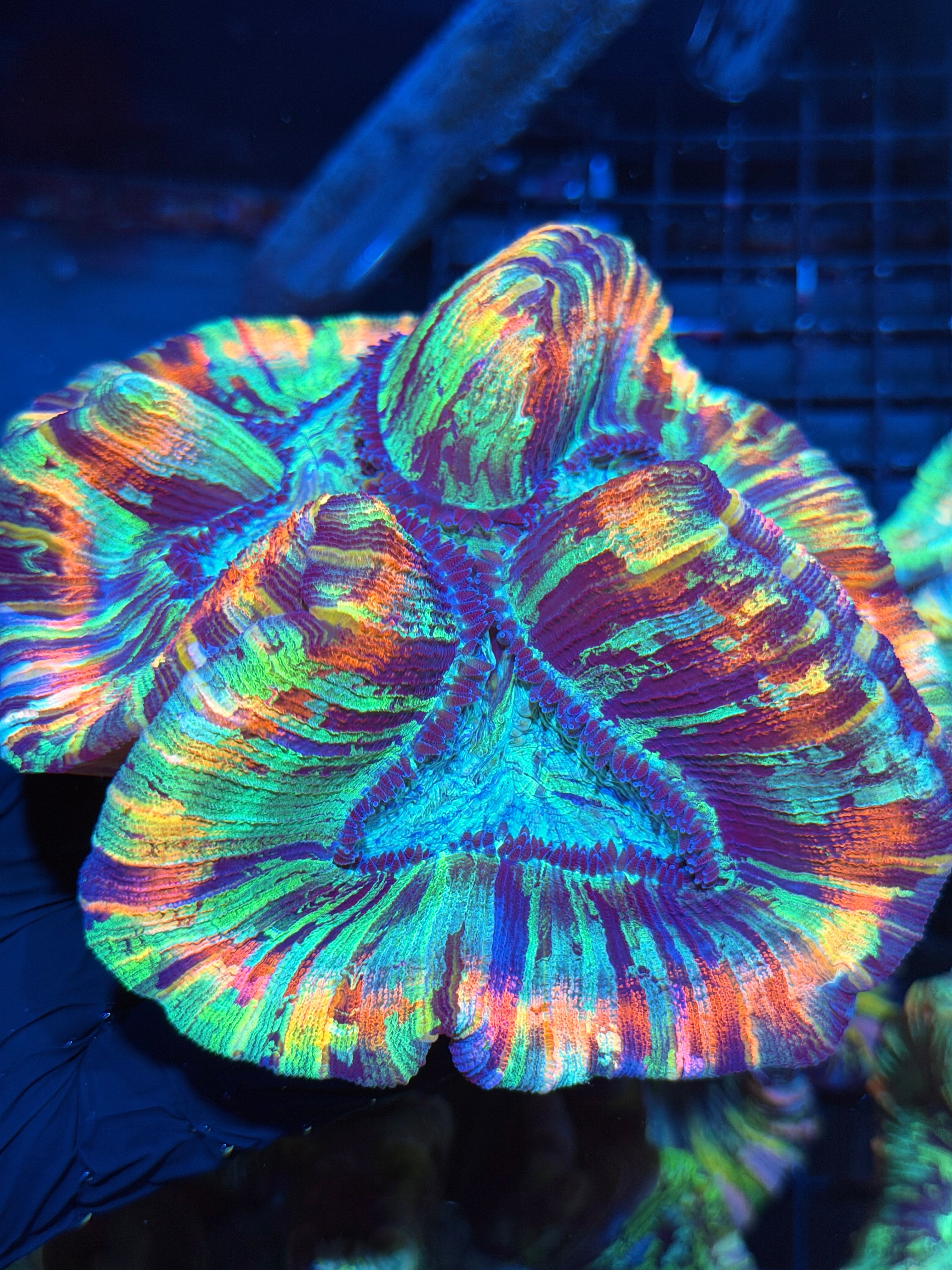 Insane Rainbow Trachyphyllia Meat Coral XXL Show Piece 6/4