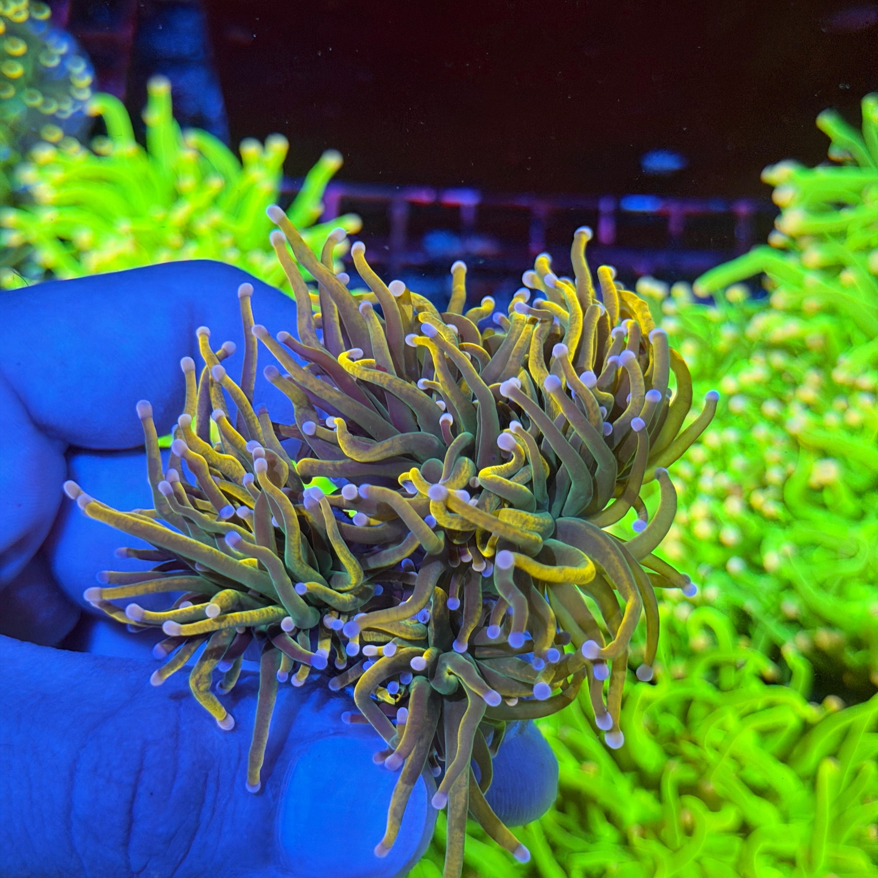 JEA Rapunzel Torch Coral Mini Colony 4 Heads XXL 6/4