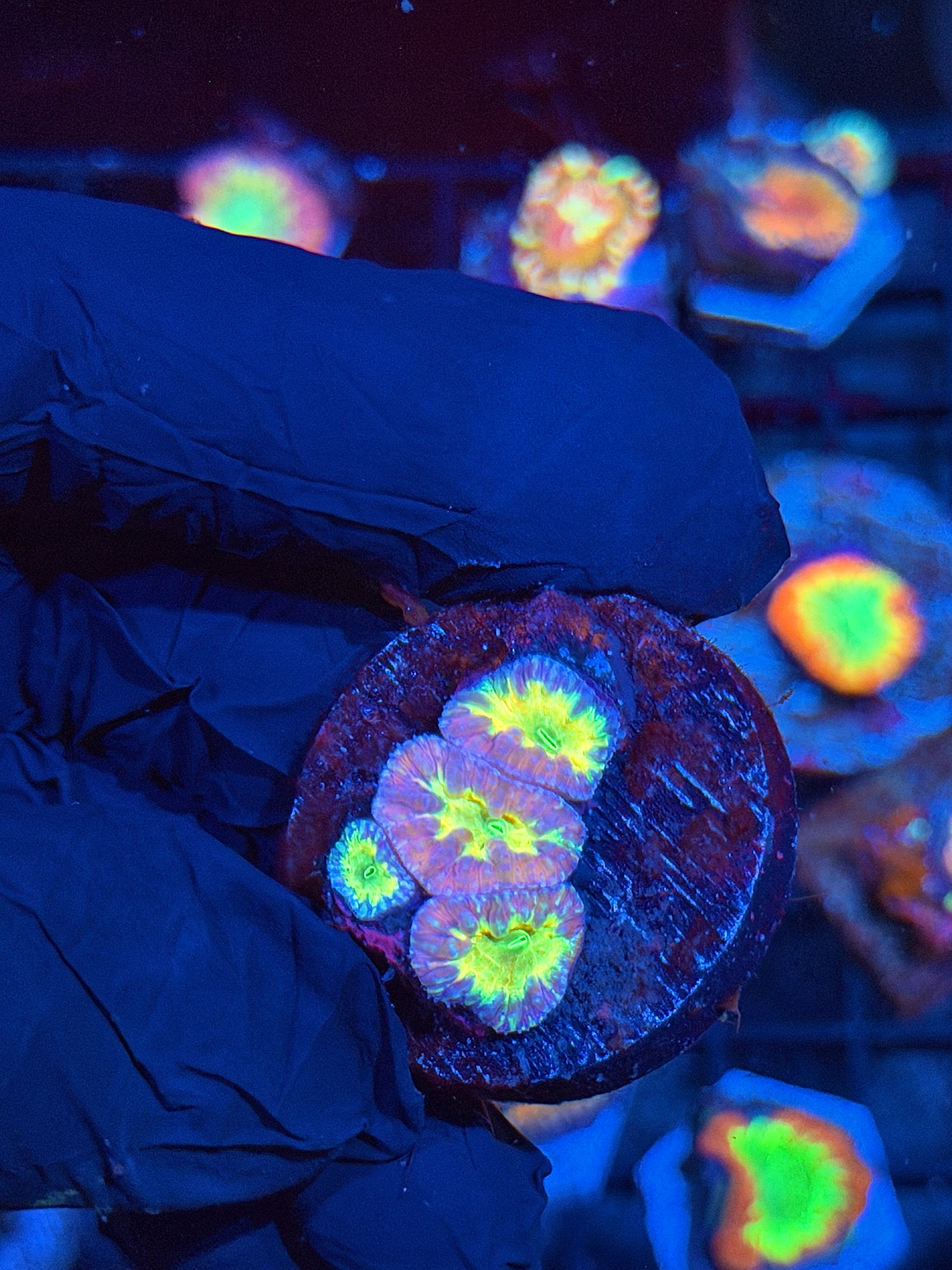 JEA Crown Jewel Blastomussa Coral 4 Heads