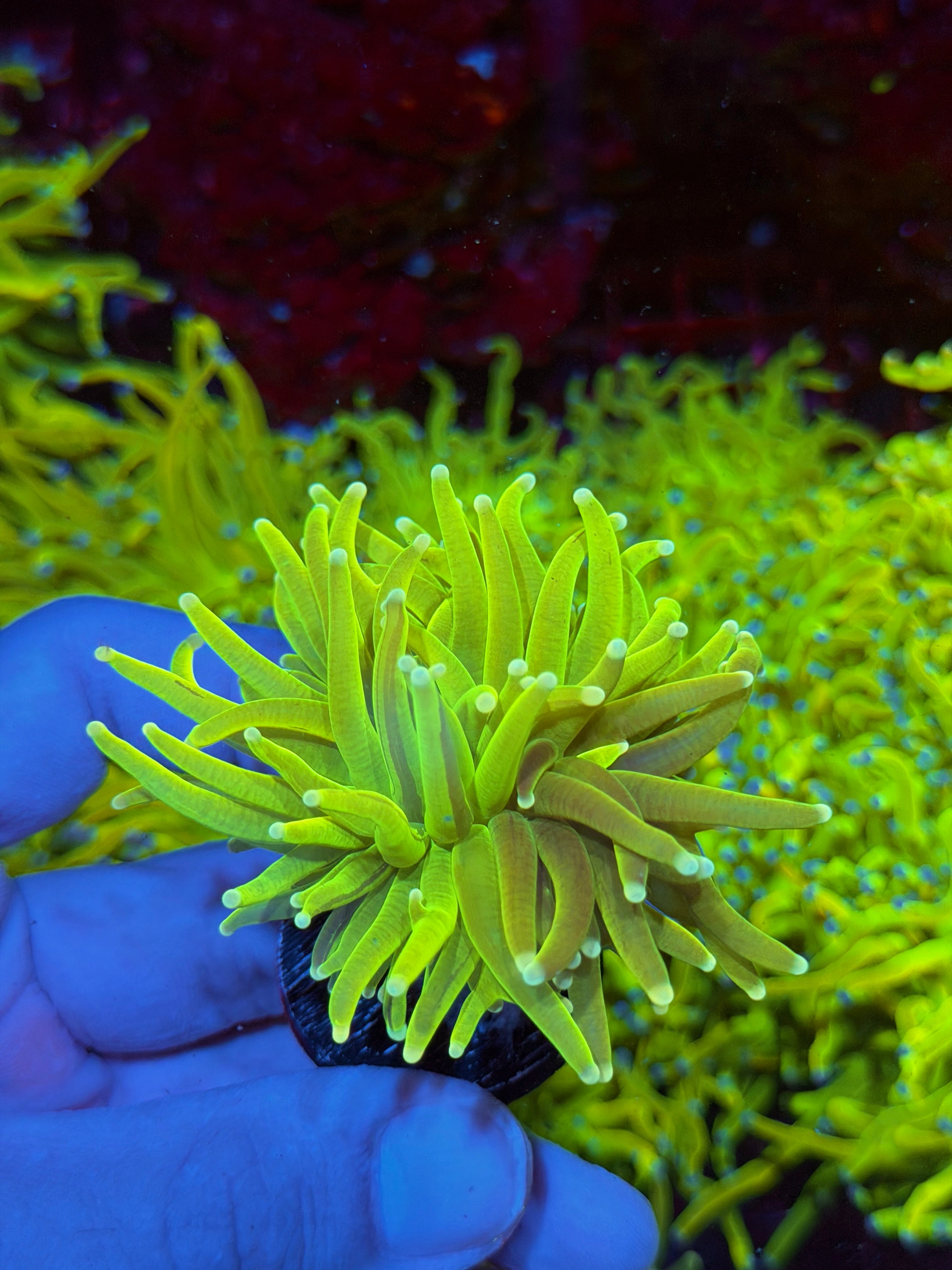 JEA Grafted Frost Bite Holy Grail Torch Coral Half Half 2/25